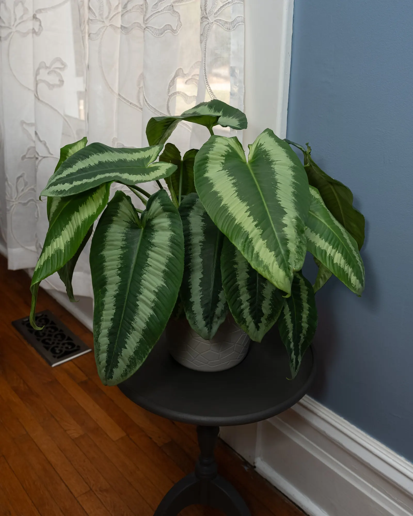 Gothic™ Drop Tongue Plant (Schismatoglottis wallichii) — The Schismatoglottis wallichii is a tropical houseplant with upright