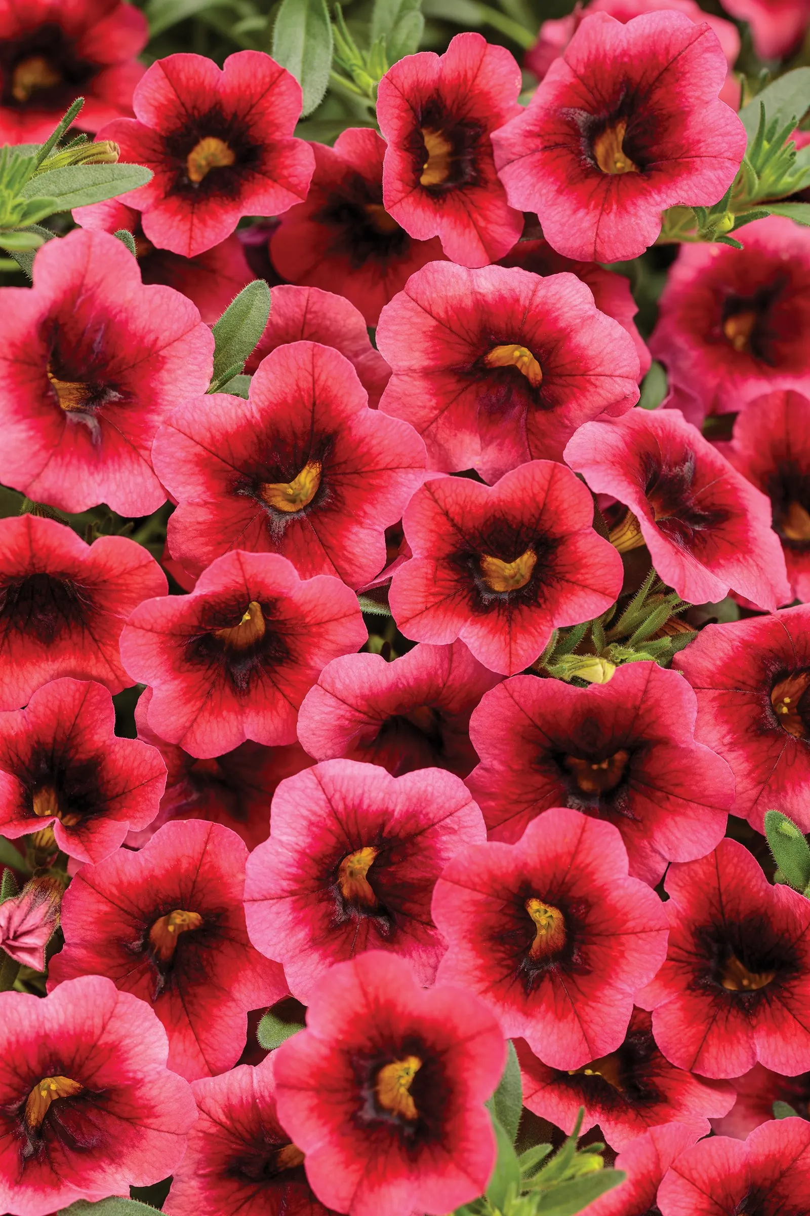 Watermelon Punch™ Calibrachoa — but it truly shines in container compositions where moisture and fertility can be managed with precision