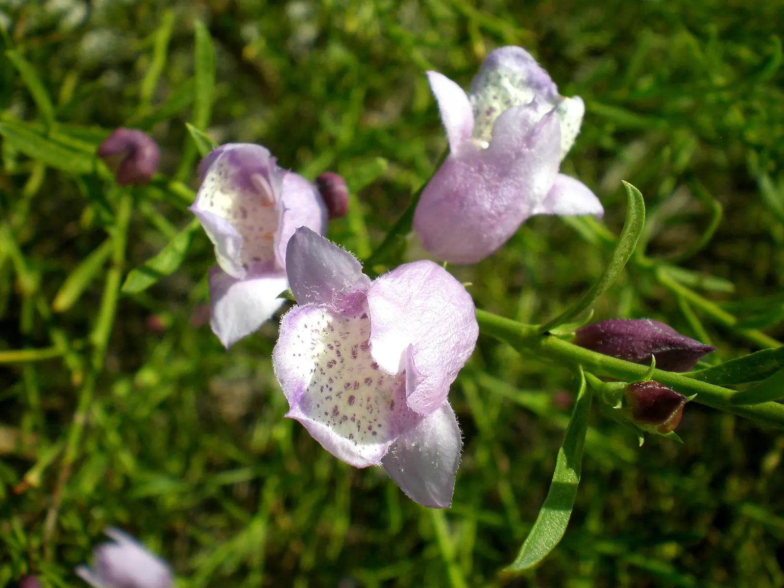 Spreading Emu Bush (Eremophila Divaricata) — blooming mainly in winter to spring
