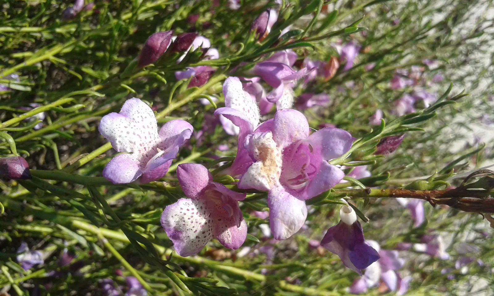 Spreading Emu Bush (Eremophila Divaricata) — Preferring full sun and well-drained soils, it is drought-resistant once established
