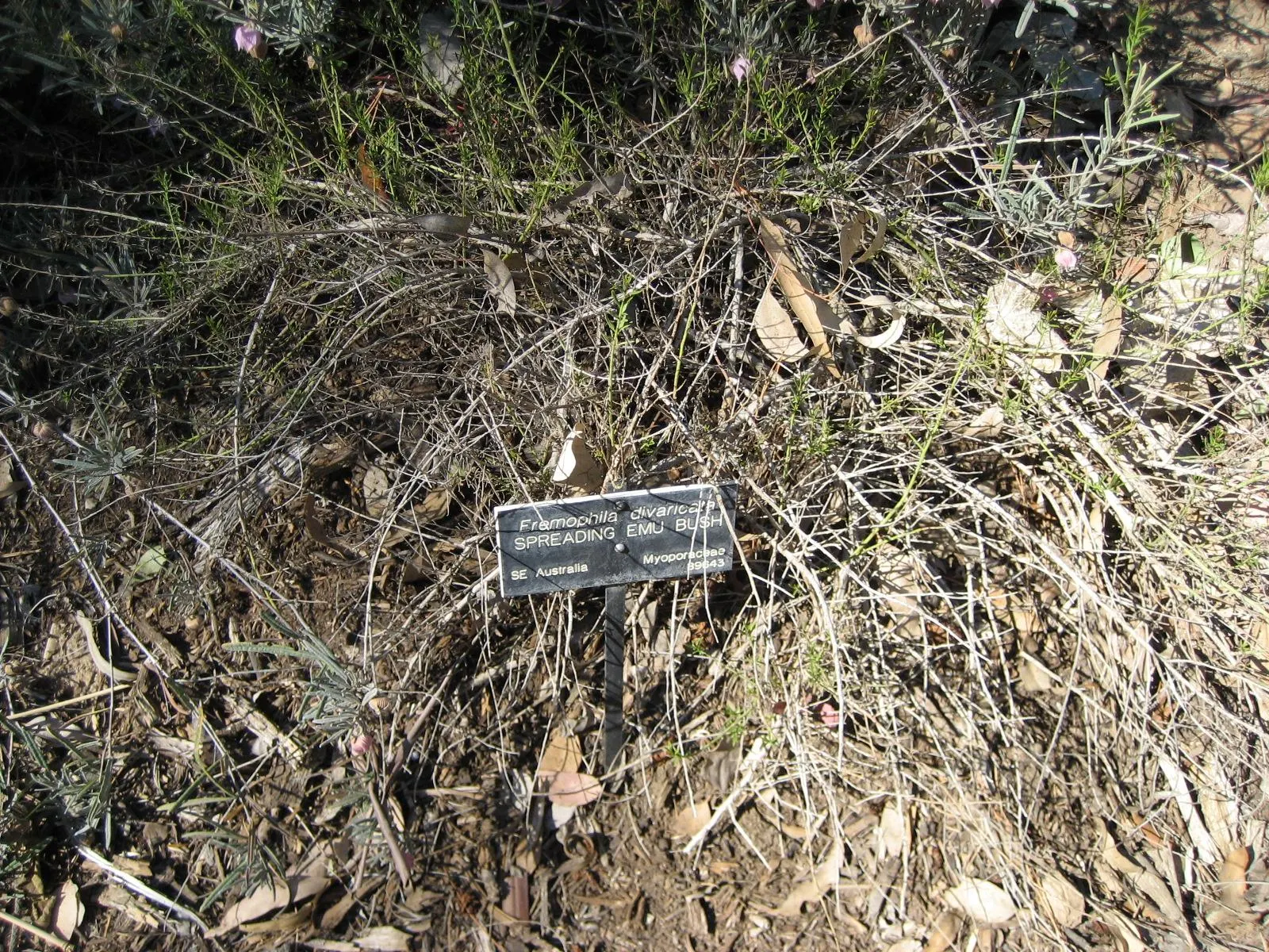 Spreading Emu Bush (Eremophila Divaricata) — Its silver-green foliage and vibrant yellow to orange flowers