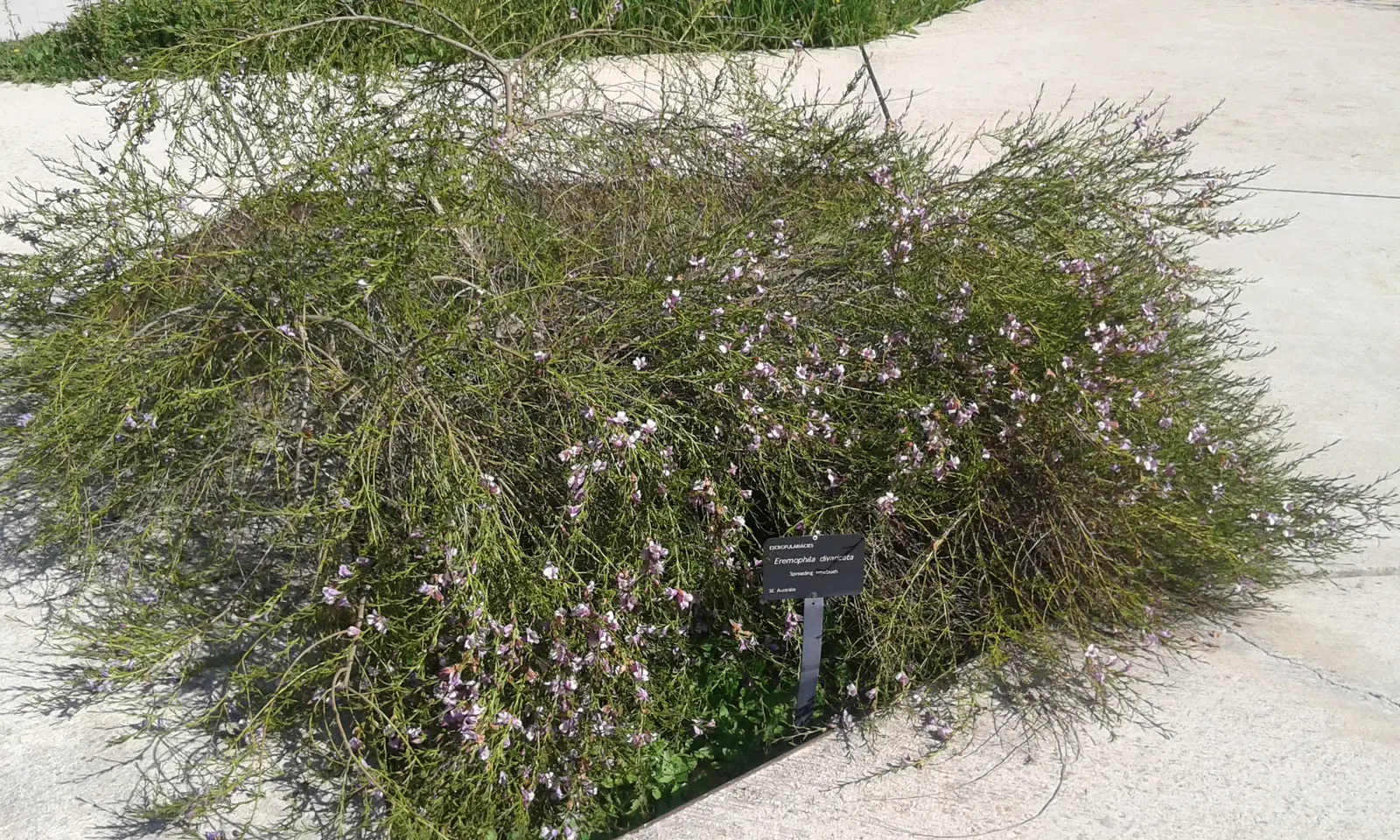 Spreading Emu Bush (Eremophila Divaricata) — reaching up to 3 ft in height and 5 ft in width
