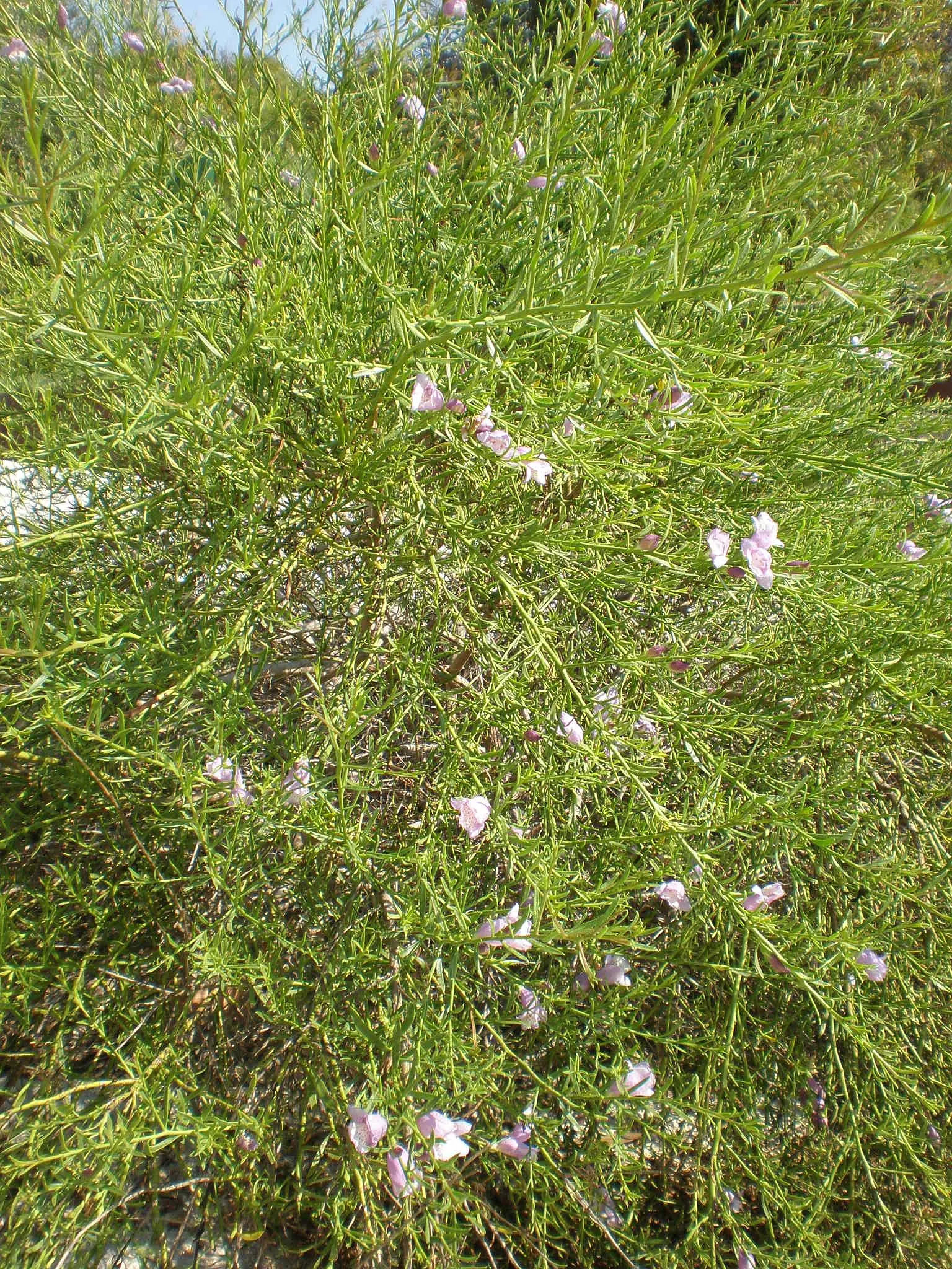 Spreading Emu Bush (Eremophila Divaricata) — Spreading Emu Bush (Eremophila divaricata) is an adaptable