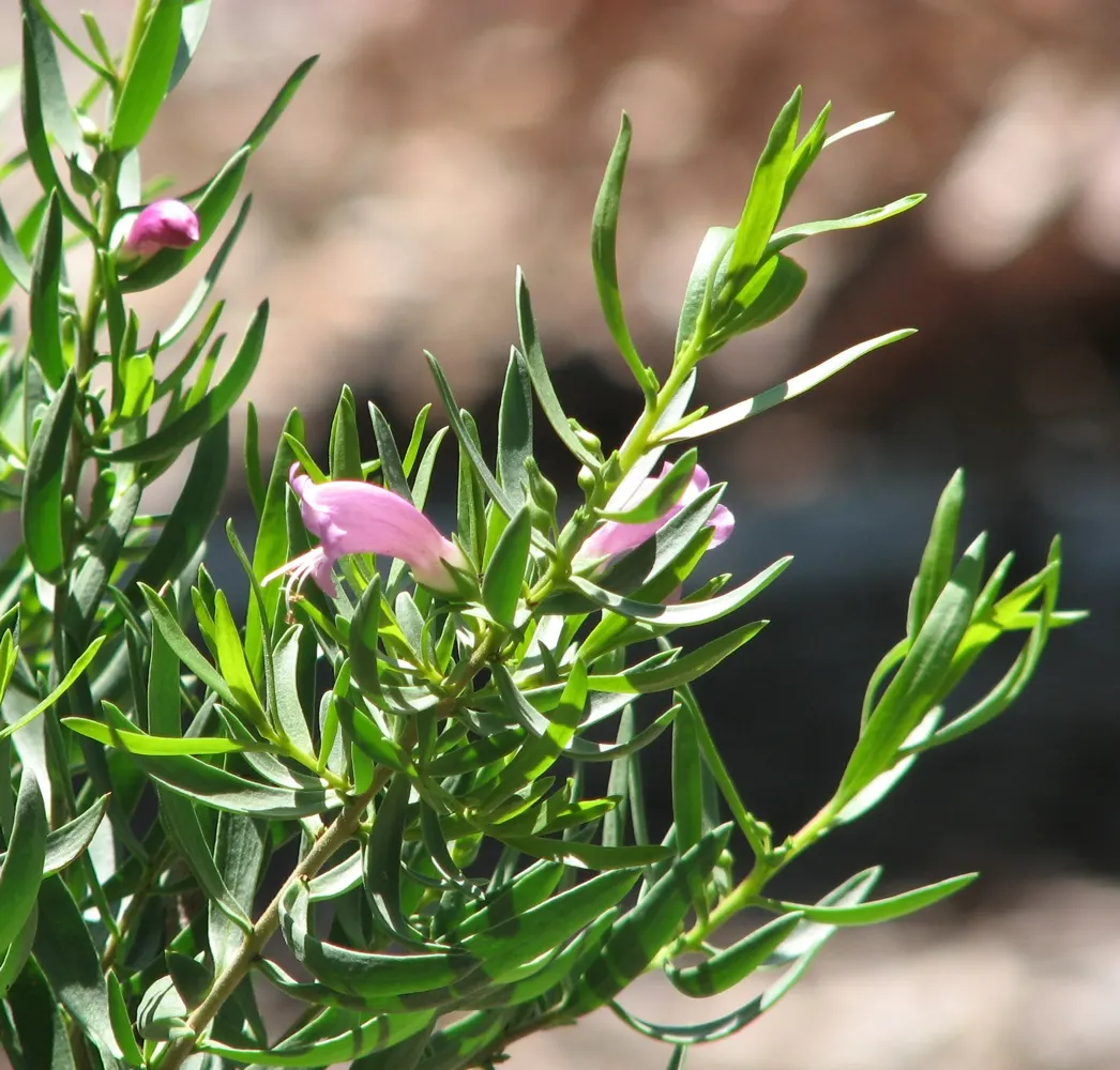 Spreading Emu Bush (Eremophila Divaricata) — is a captivating shrub indigenous to Australia's arid regions