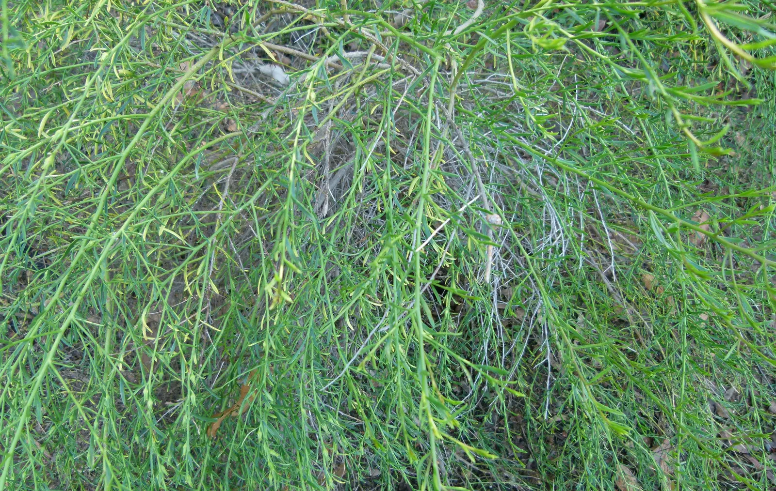 Spreading Emu Bush (Eremophila Divaricata) — scientifically known as Eremophila divaricata