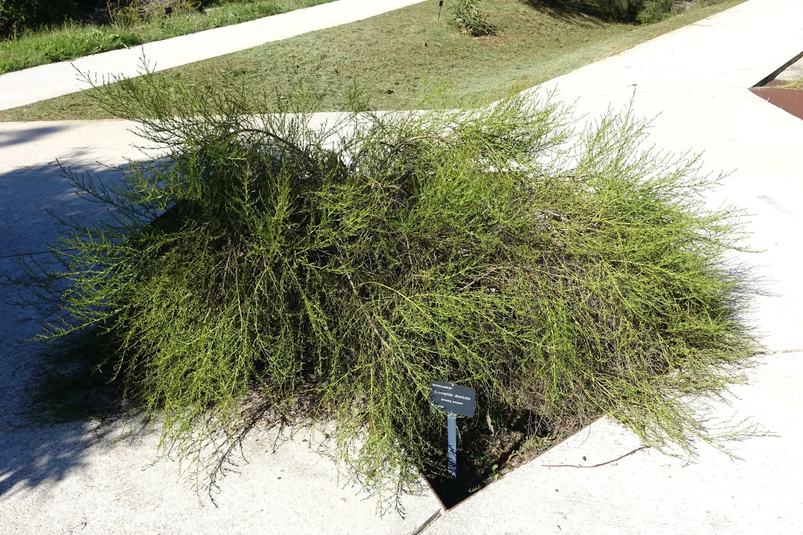Spreading Emu Bush (Eremophila Divaricata) — Ideal for rockeries or as ground cover, it adds color and contrast to xeriscape gardens