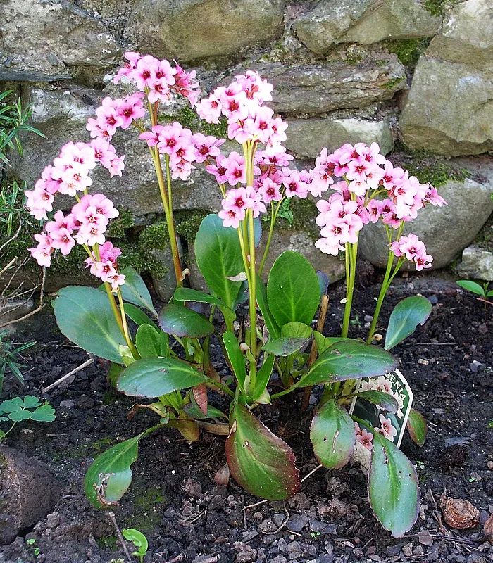 Pink Dragonfly Bergenia (Bergenia 'Pink Dragonfly') — Bergenia 'Pink Dragonfly', a perennial with shiny, rounded leaves, offers four-season interest