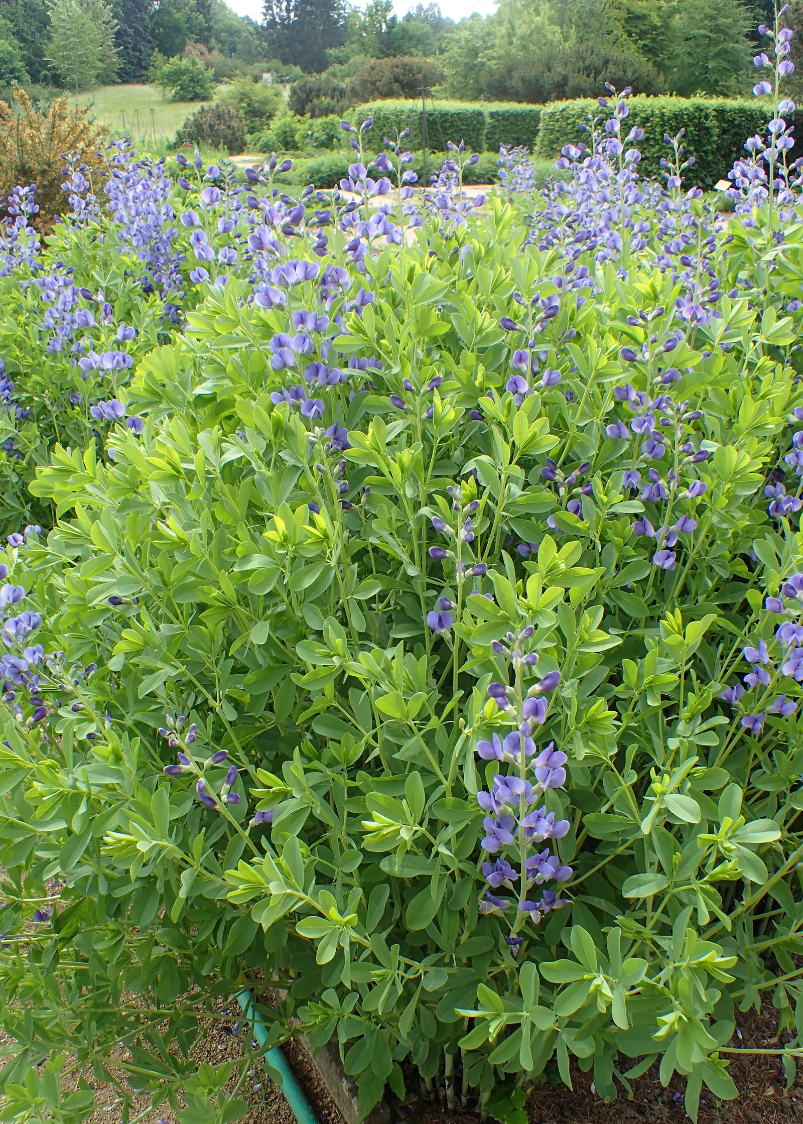 False Indigo (Baptisia Australis) — enchanting addition to any landscape design; this perennial also supports pollinators, image 68