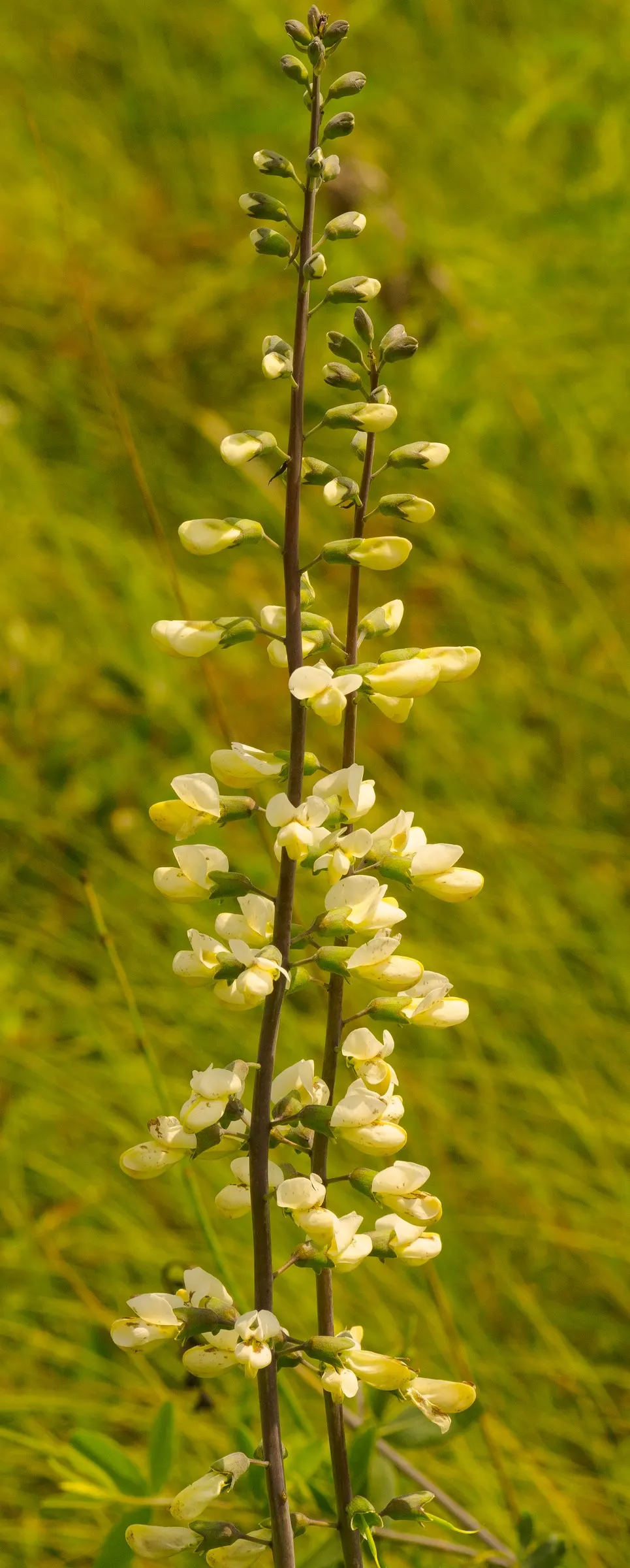 False Indigo (Baptisia Australis) — It grows 3-4 feet tall and spreads about 3 feet wide, thriving in full sun to part shade; upright form provides, image 73