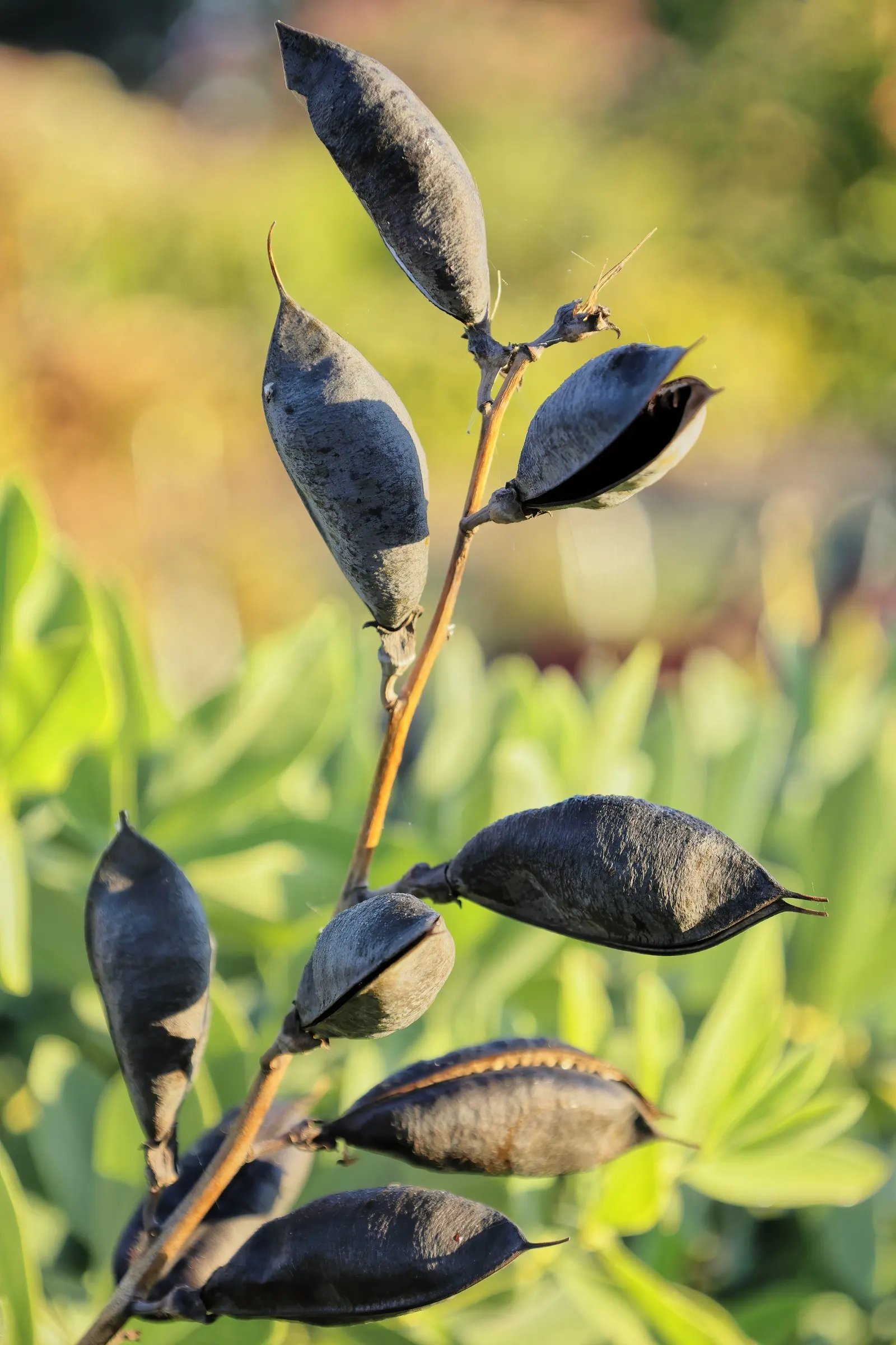 False Indigo (Baptisia Australis) — perennial for full or half; offering both aesthetic beauty and ecological benefits, image 96
