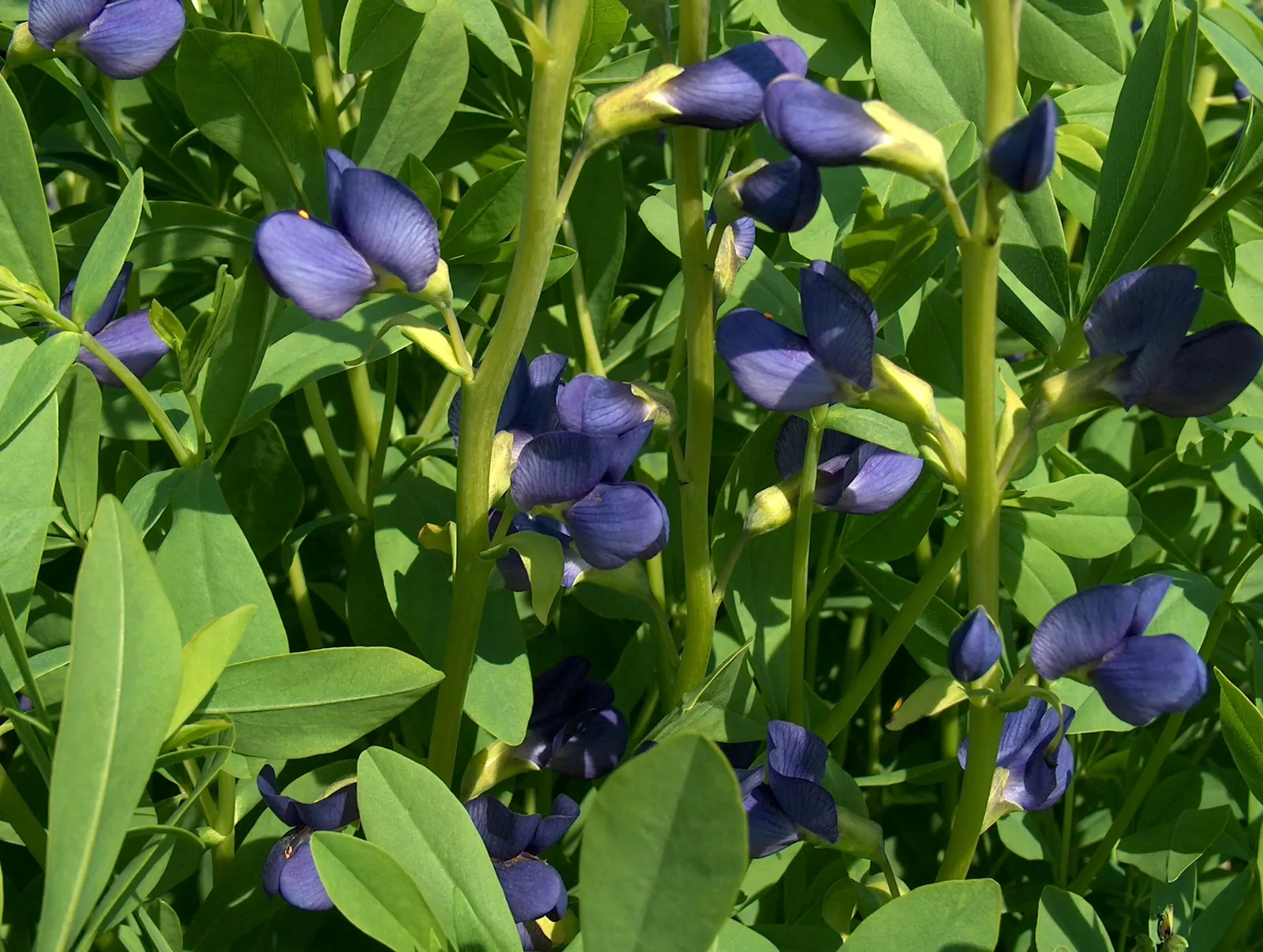 False Indigo (Baptisia Australis) — Baptisia prefers full sun to partial shade and is drought-tolerant once established; ideal for use in borders, image 84