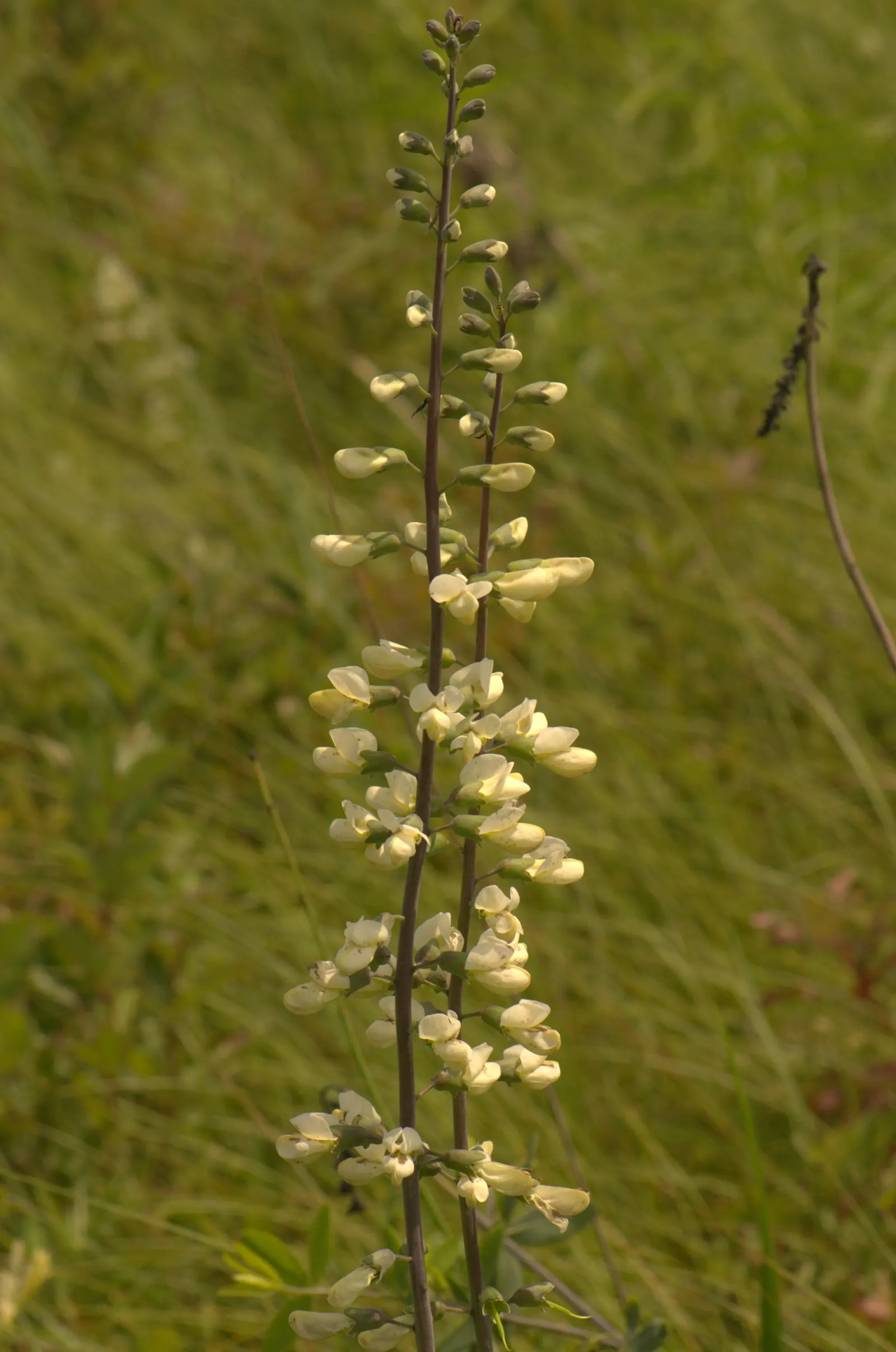 False Indigo (Baptisia Australis) — Providing long-lasting structure; requiring minimal irrigation.<br><br>As a landscape asset