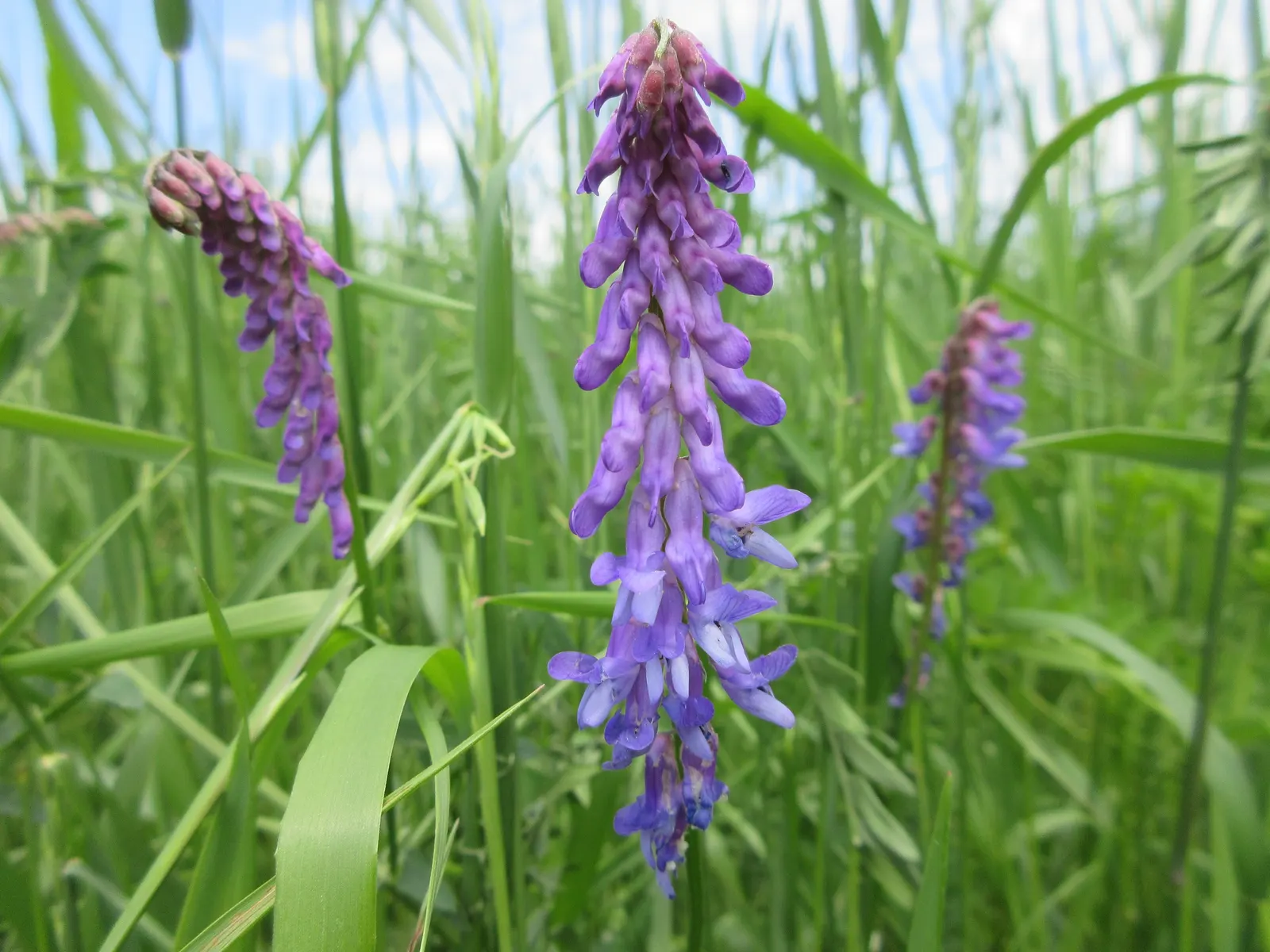 False Indigo (Baptisia Australis) — blue and purple flowers in the garden; trifoliate (three-part) blue-green leaves form a bushy, image 94
