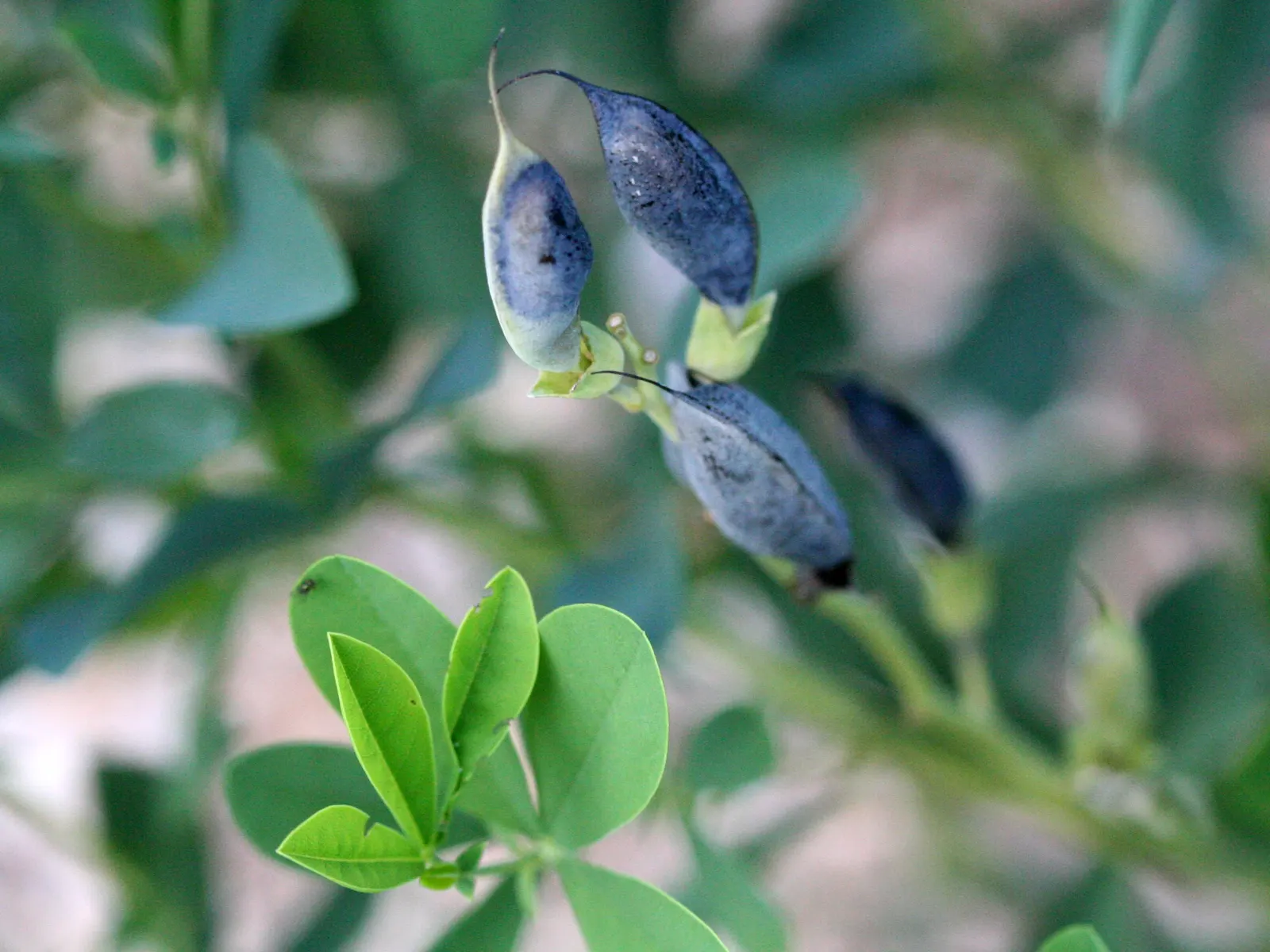 False Indigo (Baptisia Australis) — upright form provides excellent structure in garden designs; it grows 3-4 feet tall and spreads about 3 feet wide, thriving