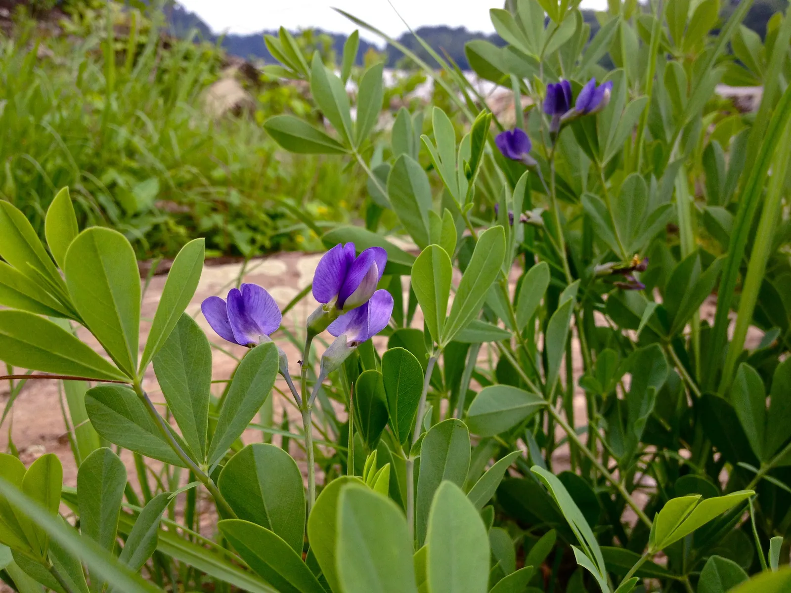 False Indigo (Baptisia Australis) — Ideal for use in borders or as a striking focal point; baptisia prefers full sun to partial shade and is, image 81