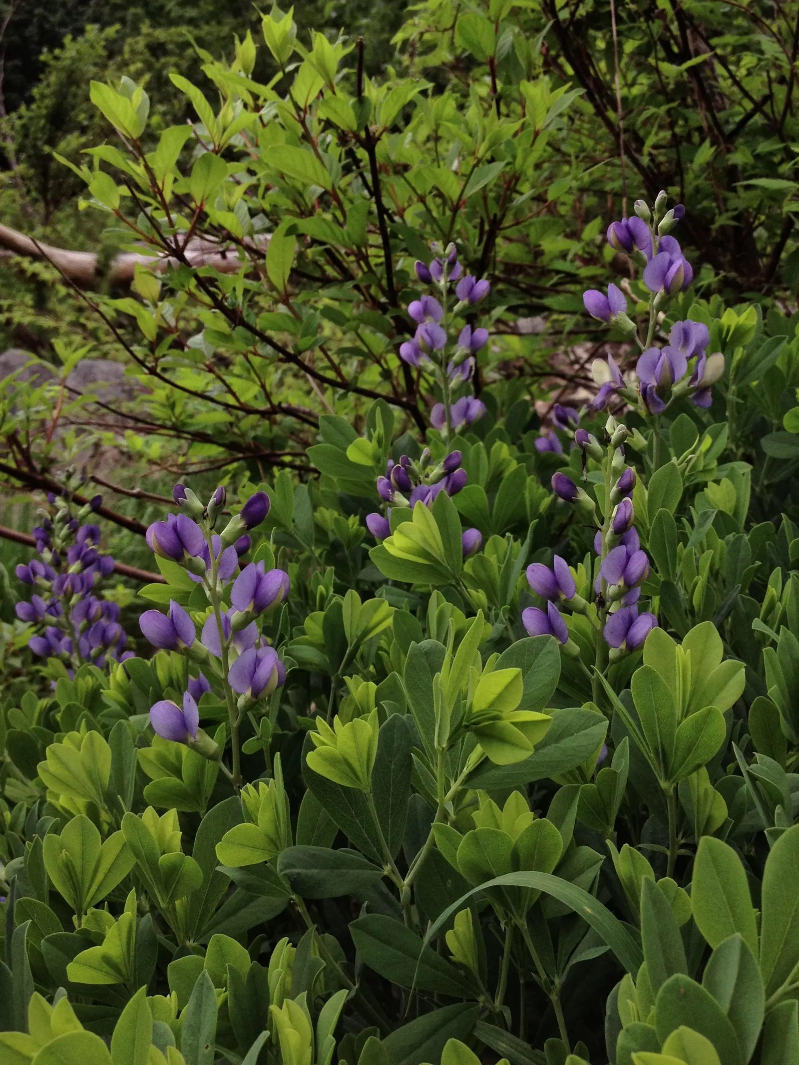 False Indigo (Baptisia Australis) — upright vase shape with a spread of 3 to 4 feet; commonly referred to as False Indigo, image 104