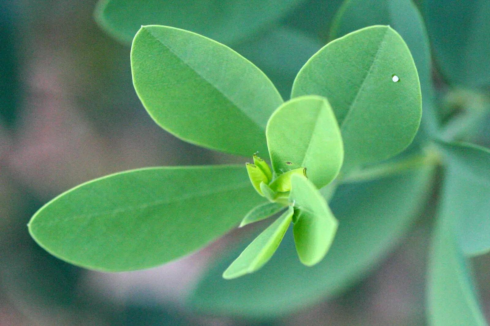 False Indigo (Baptisia Australis) — showing remarkable adaptability to a variety of conditions; this low-maintenance native adapts well to dry, image 83