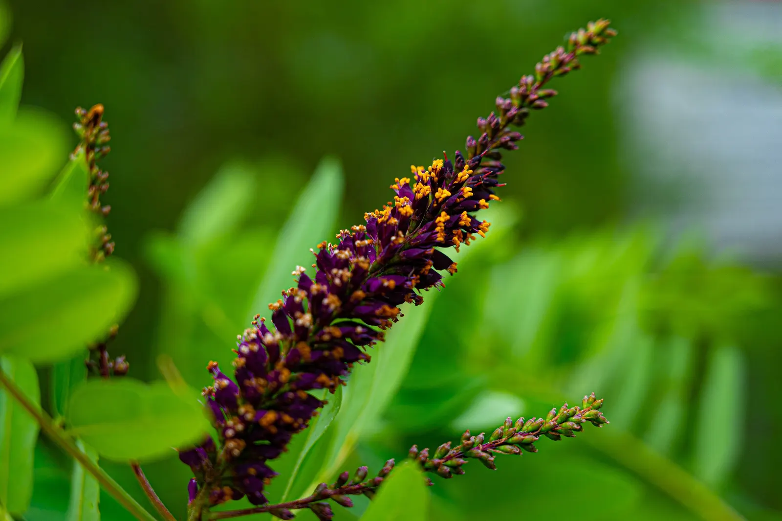False Indigo (Baptisia Australis) — showing remarkable adaptability to a variety of conditions; this low-maintenance native adapts well to dry, image 107