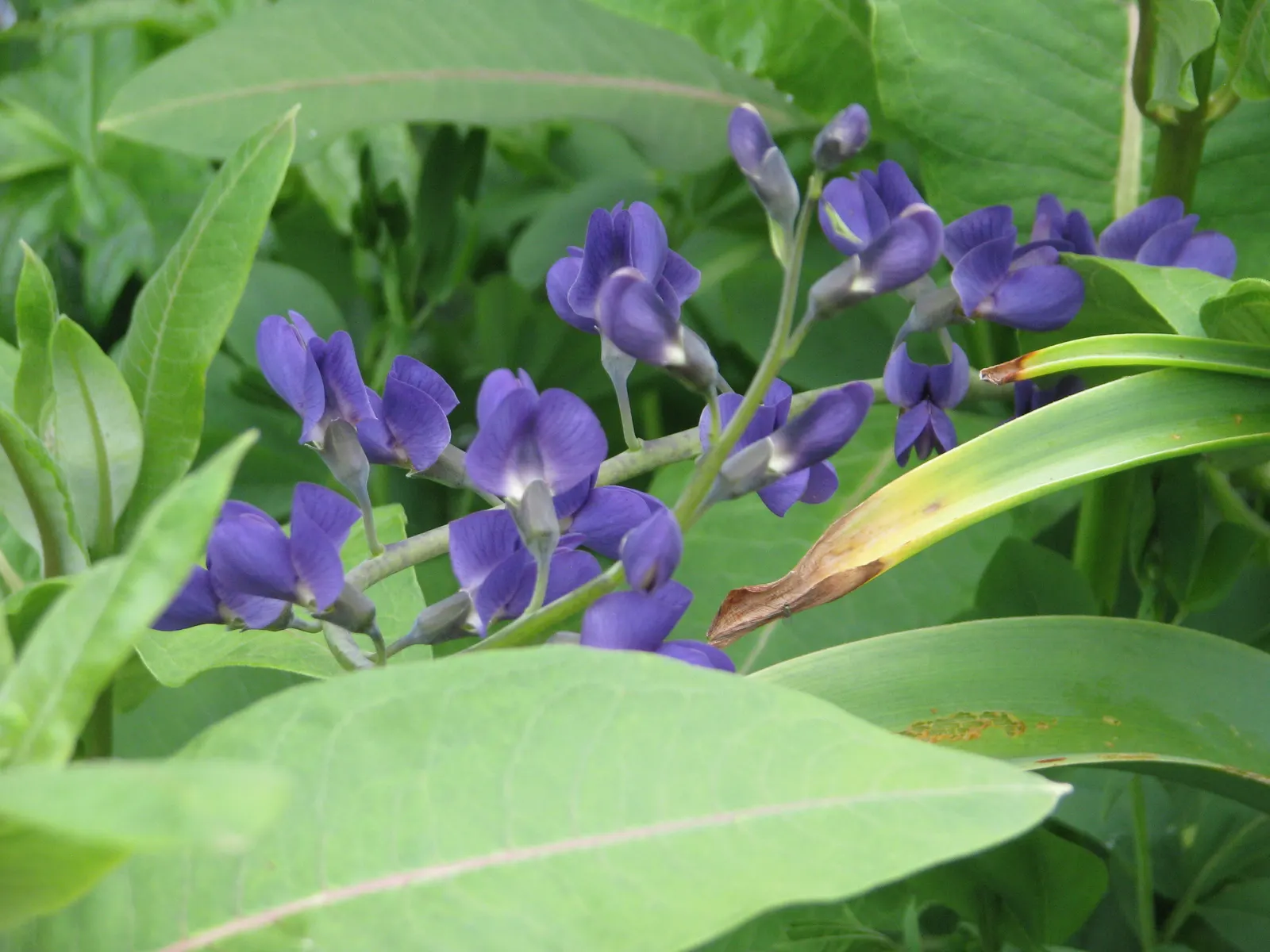 False Indigo (Baptisia Australis) — commonly referred to as False Indigo; upright vase shape with a spread of 3 to 4 feet, image 53
