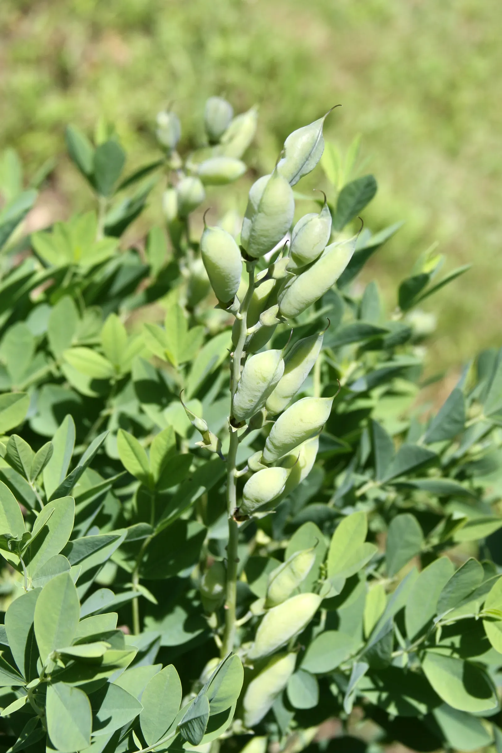 False Indigo (Baptisia Australis) — Its deep root system makes it drought-resistant; inviting bees and butterflies to the garden