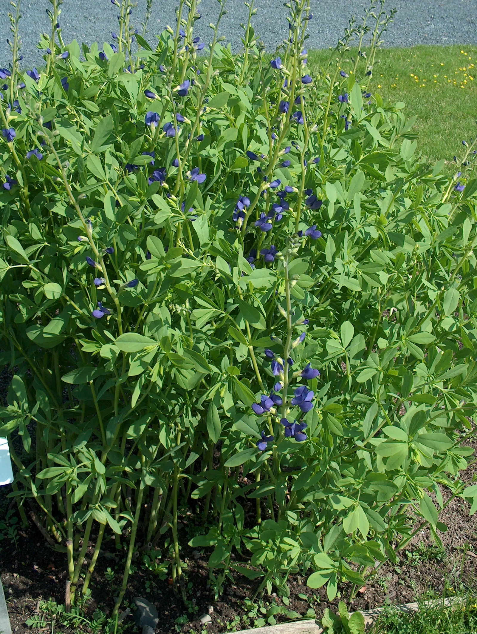 False Indigo (Baptisia Australis) — trifoliate (three-part) blue-green leaves form a bushy; blue and purple flowers in the garden, image 103