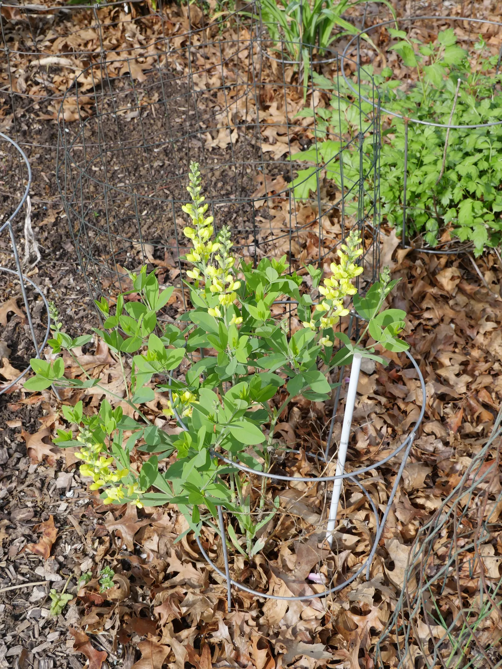 False Indigo (Baptisia Australis) — this perennial also supports pollinators; enchanting addition to any landscape design
