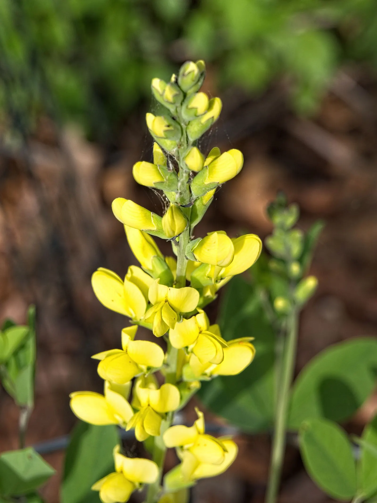 False Indigo (Baptisia Australis) — For optimal growth, plant Baptisia in well-drained soil with a pH ranging from neutral to slightly acidic; this, image 91