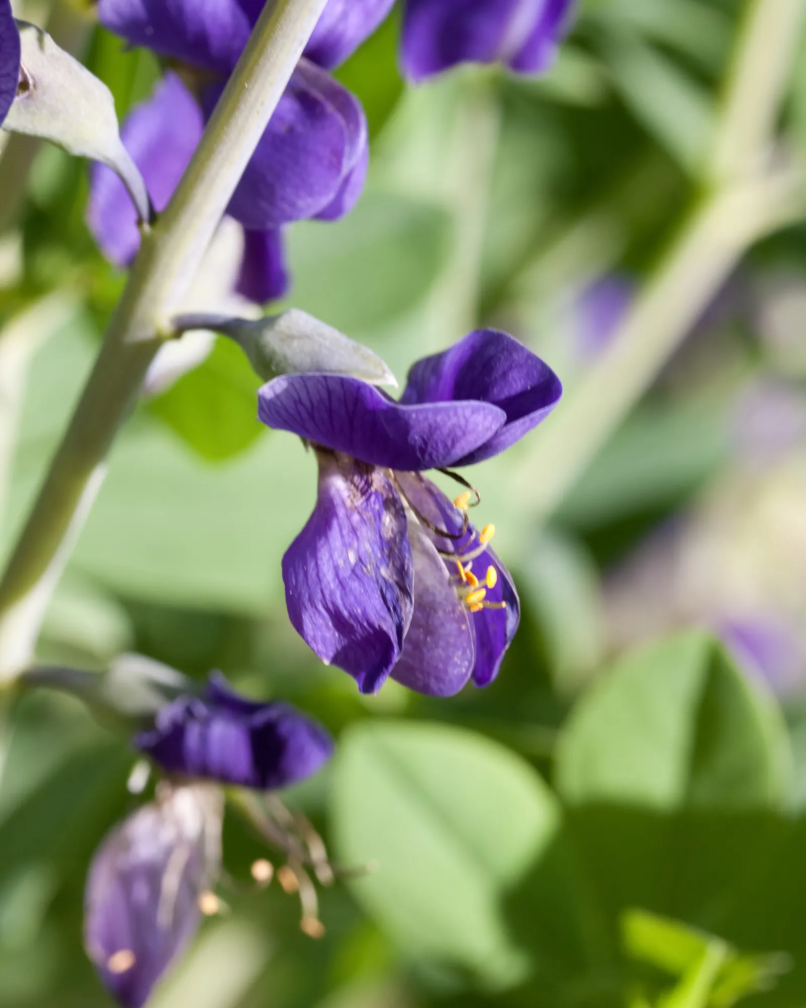 False Indigo (Baptisia Australis) — enchanting addition to any landscape design; this perennial also supports pollinators, image 92