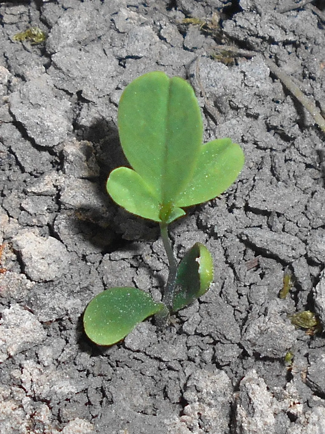 False Indigo (Baptisia Australis) — It grows 3-4 feet tall and spreads about 3 feet wide, thriving in full sun to part shade; upright form provides excellent