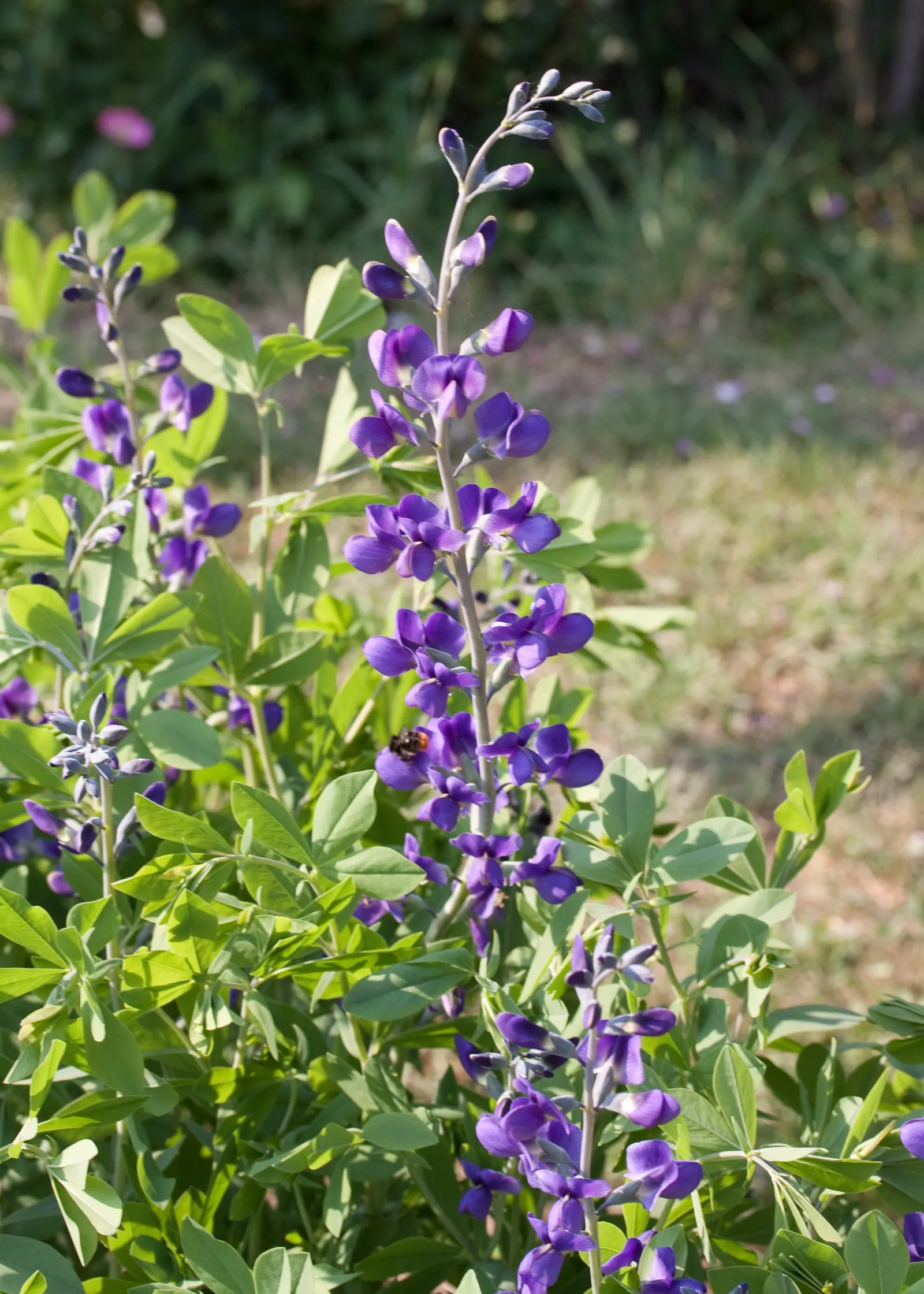 False Indigo (Baptisia Australis) — showing remarkable adaptability to a variety of conditions