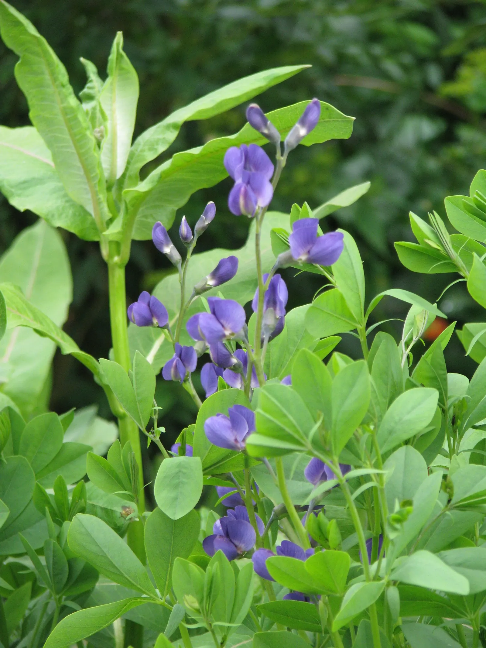 False Indigo (Baptisia Australis) — showing remarkable adaptability to a variety of conditions; this low-maintenance native adapts well to dry soils and