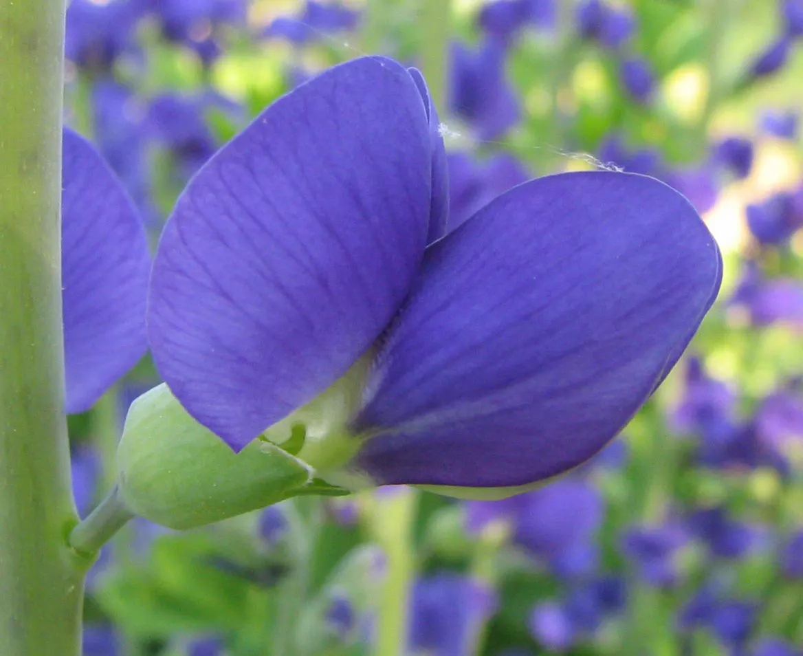 False Indigo (Baptisia Australis) — perennial for full or half