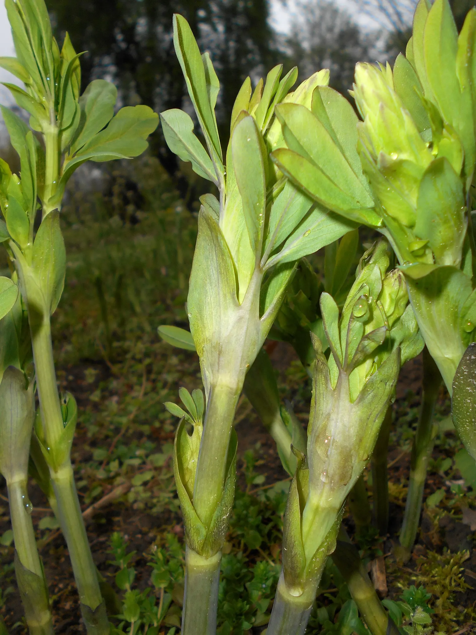 False Indigo (Baptisia Australis) — upright vase shape with a spread of 3 to 4 feet