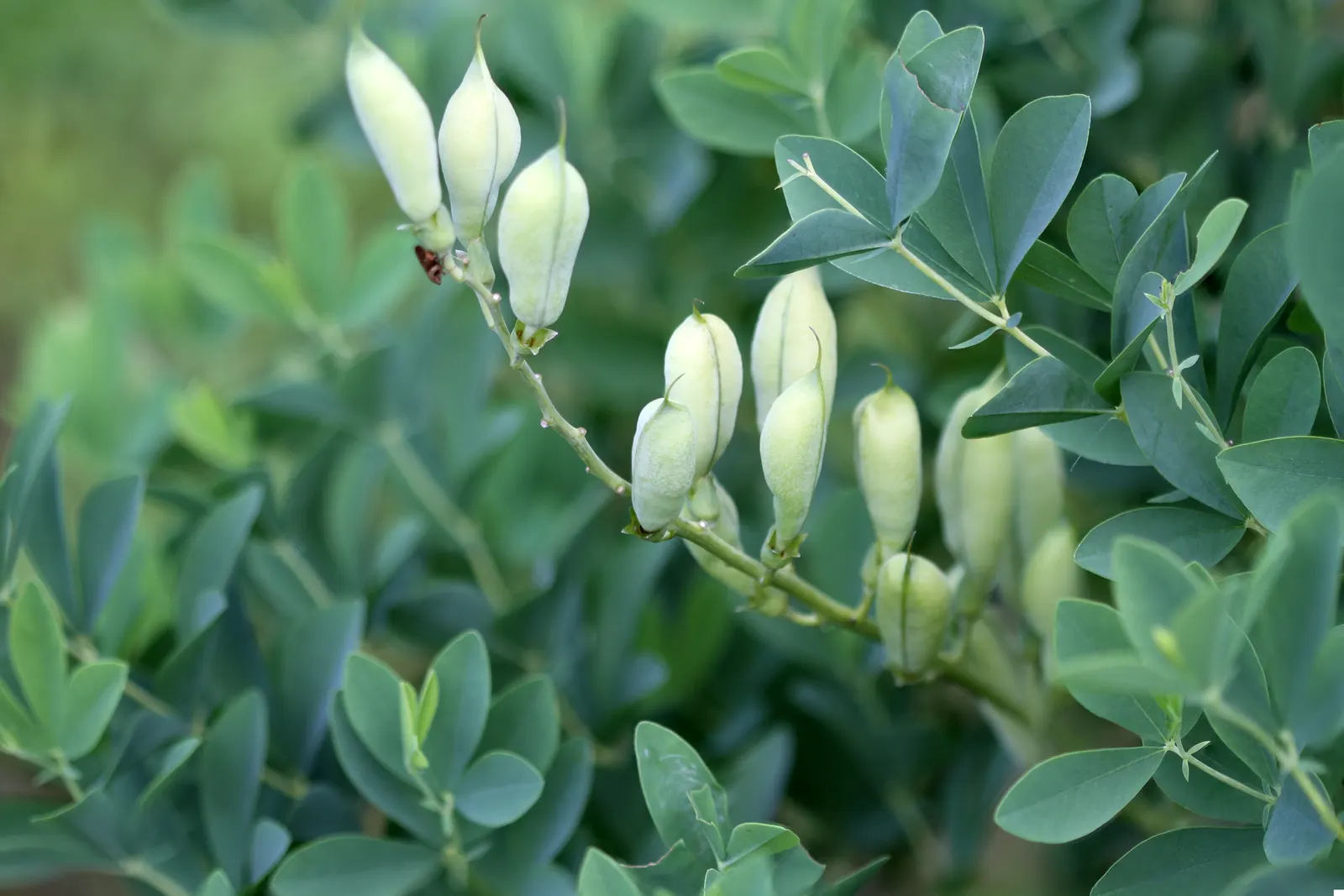 False Indigo (Baptisia Australis) — and ability to enrich soil nitrogen levels through its symbiotic relationship with Rhizobia bacteria; is a, image 87