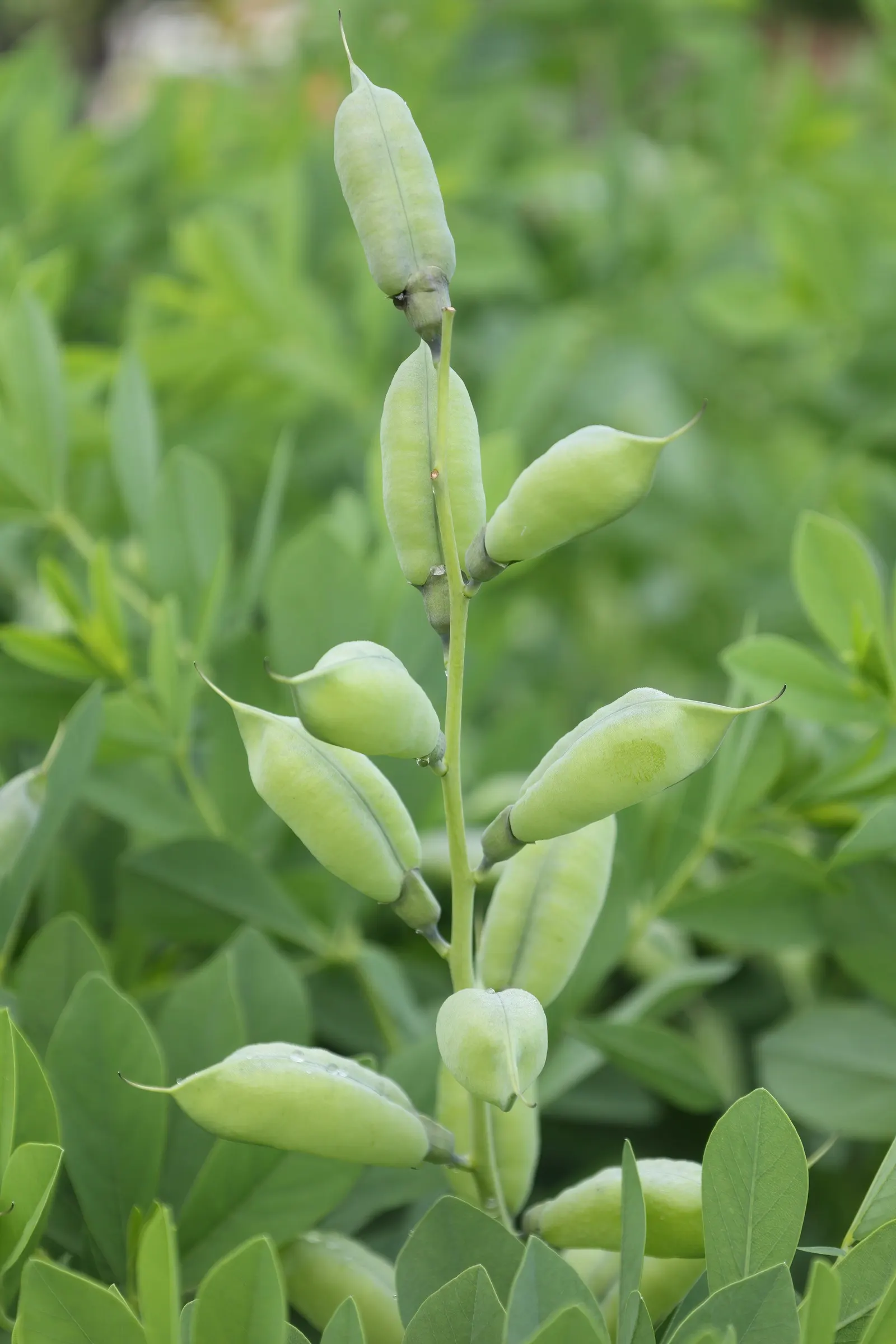 False Indigo (Baptisia Australis) — is a robust perennial native to the eastern and southern United States; and ability to enrich soil nitrogen, image 102