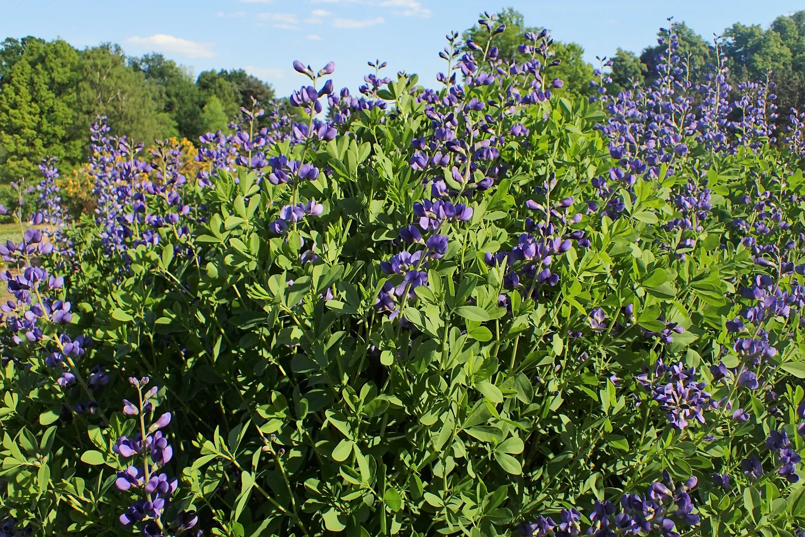 False Indigo (Baptisia Australis) — Baptisia prefers full sun to partial shade and is drought-tolerant once established; ideal for use in borders, image 60