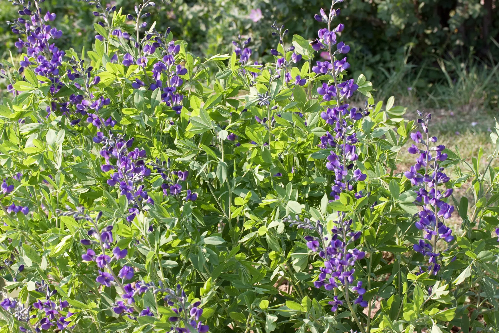 False Indigo (Baptisia Australis) — This low-maintenance native adapts well to dry soils and resists pests and diseases; showing remarkable, image 98