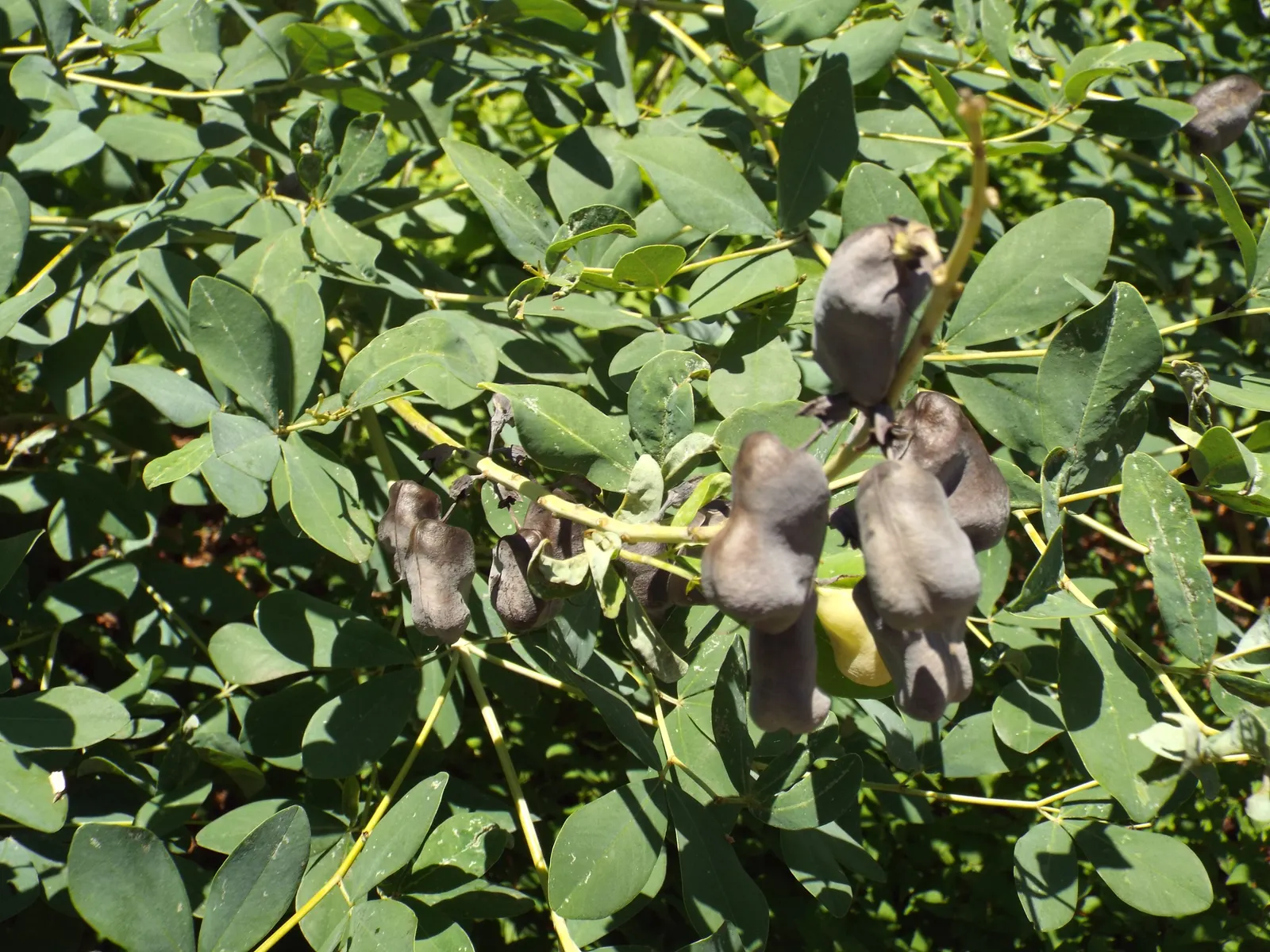 False Indigo (Baptisia Australis) — this perennial also supports pollinators; enchanting addition to any landscape design, image 89