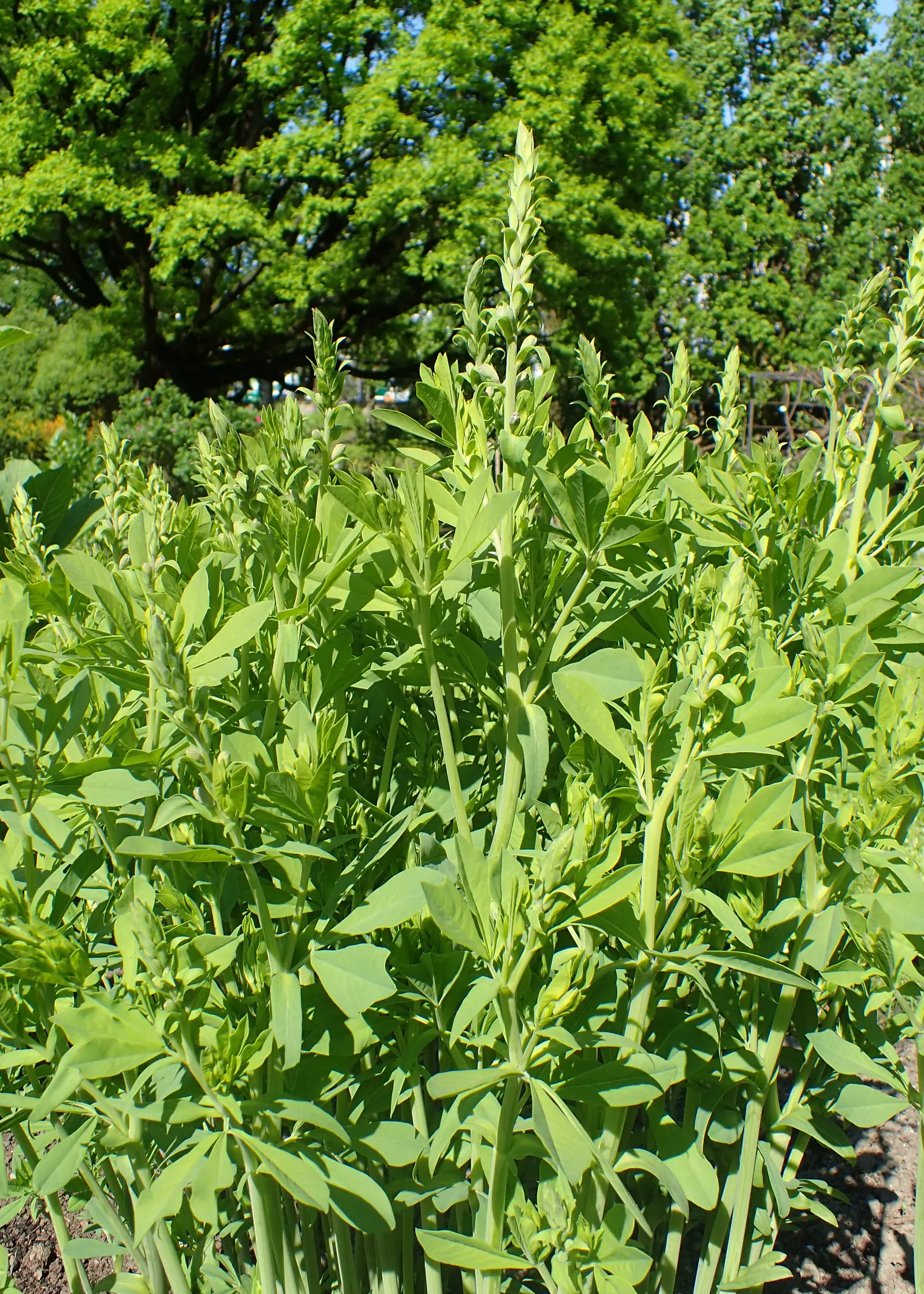 False Indigo (Baptisia Australis) — offering both aesthetic beauty and ecological benefits