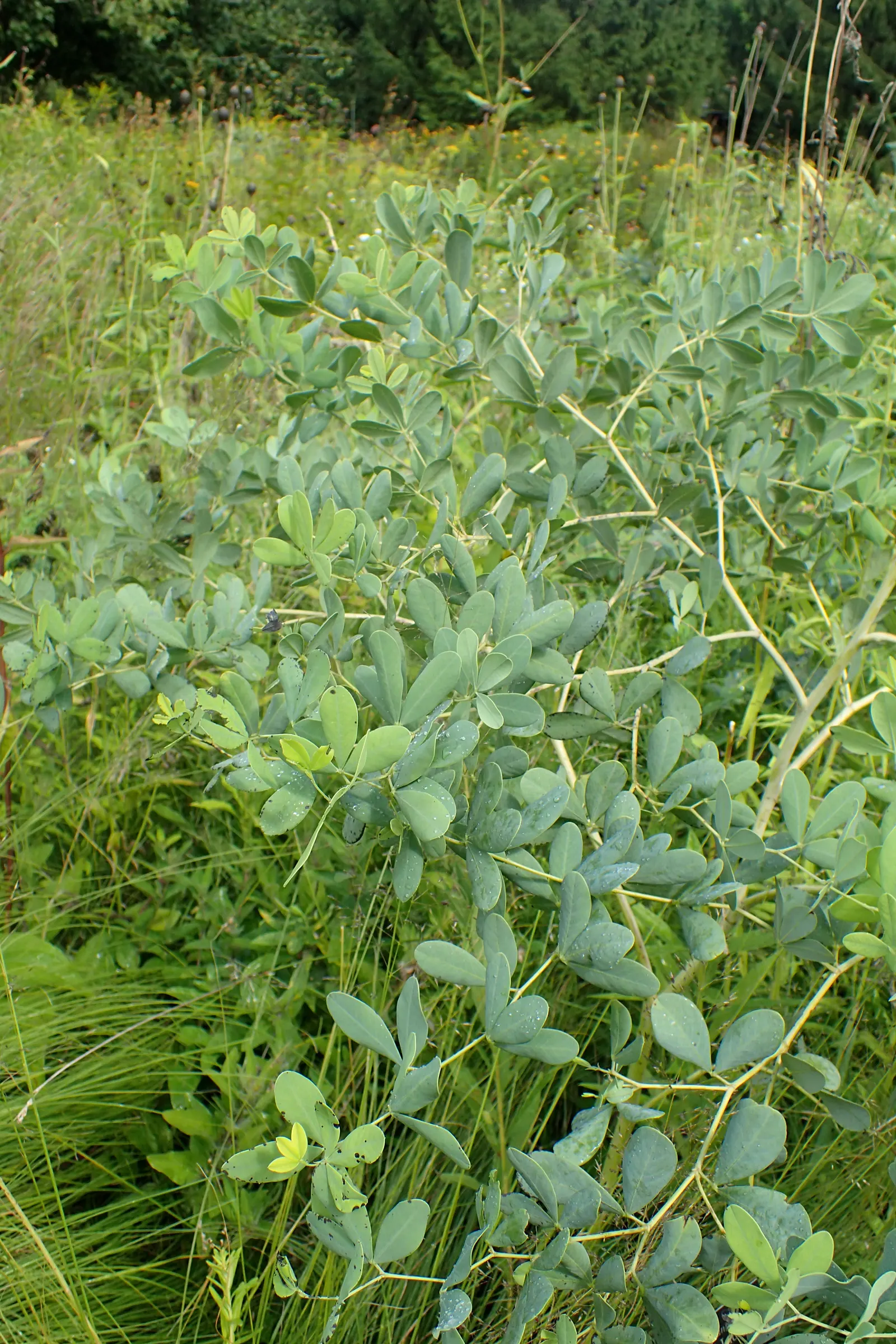 False Indigo (Baptisia Australis) — Ideal for use in borders or as a striking focal point