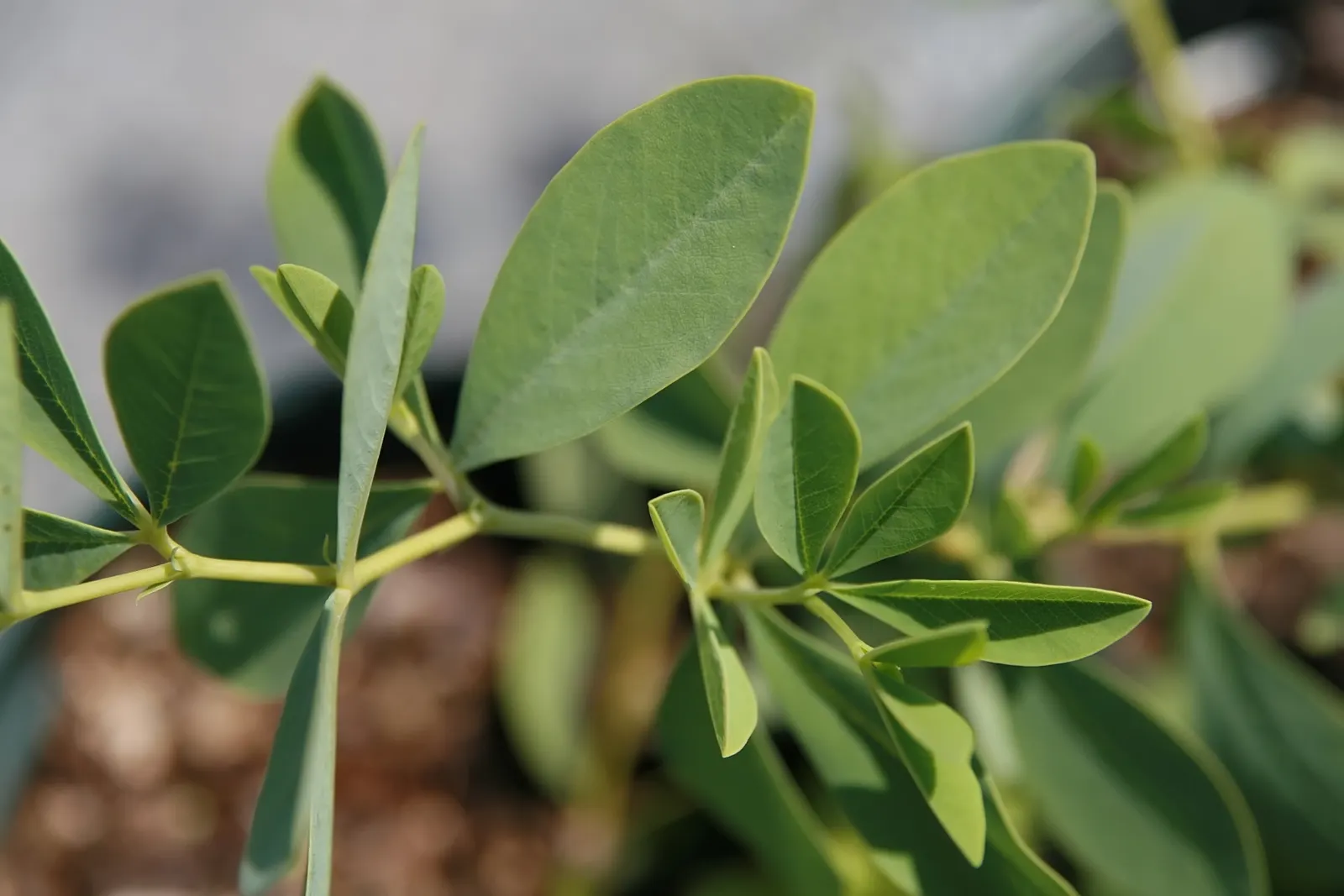 False Indigo (Baptisia Australis) — Its deep root system makes it drought-resistant