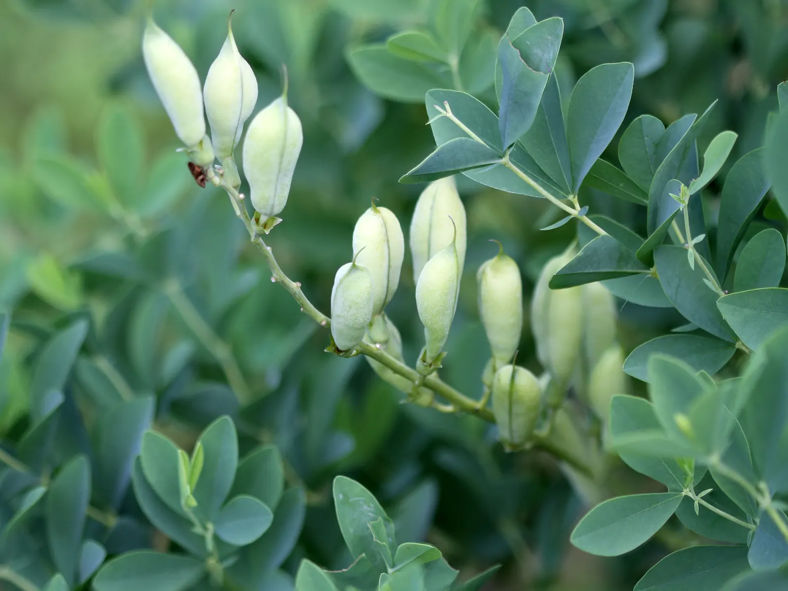 False Indigo (Baptisia Australis) — perennial for full or half; offering both aesthetic beauty and ecological benefits, image 72
