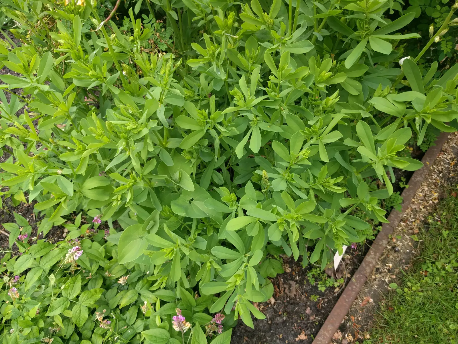 False Indigo (Baptisia Australis) — upright form provides excellent structure in garden designs; it grows 3-4 feet tall and spreads about 3 feet, image 52