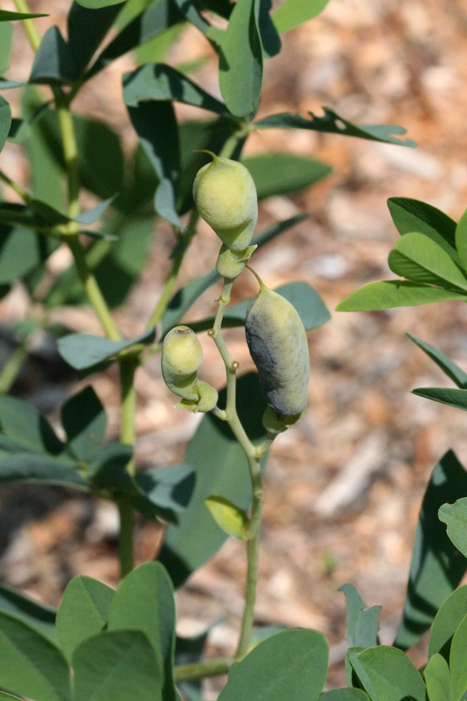 False Indigo (Baptisia Australis) — False Indigo is valued for its low maintenance needs