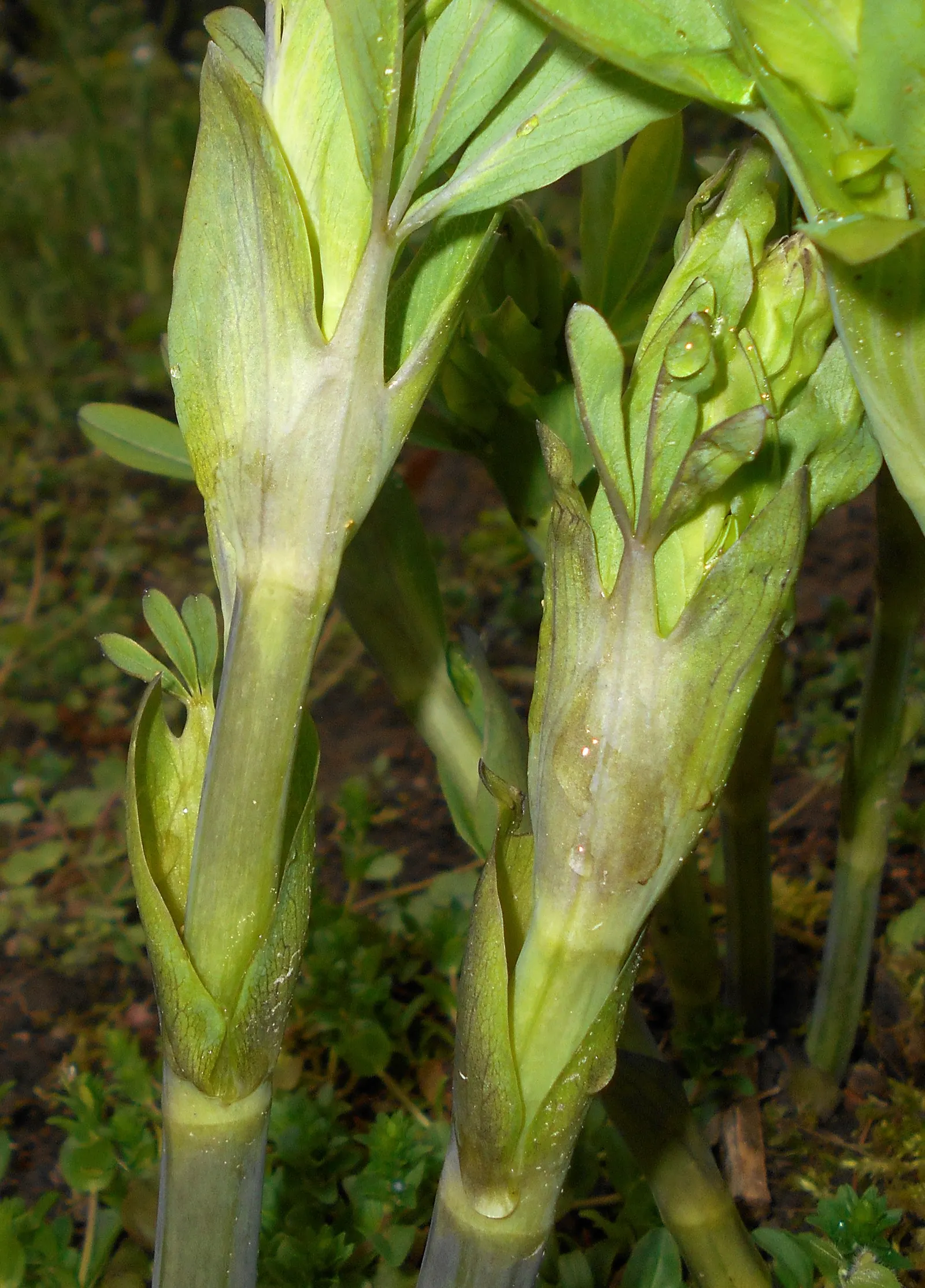 False Indigo (Baptisia Australis) — this species thrives in USDA Hardiness Zones 3 through 9; for optimal growth, plant Baptisia in well-drained, image 58