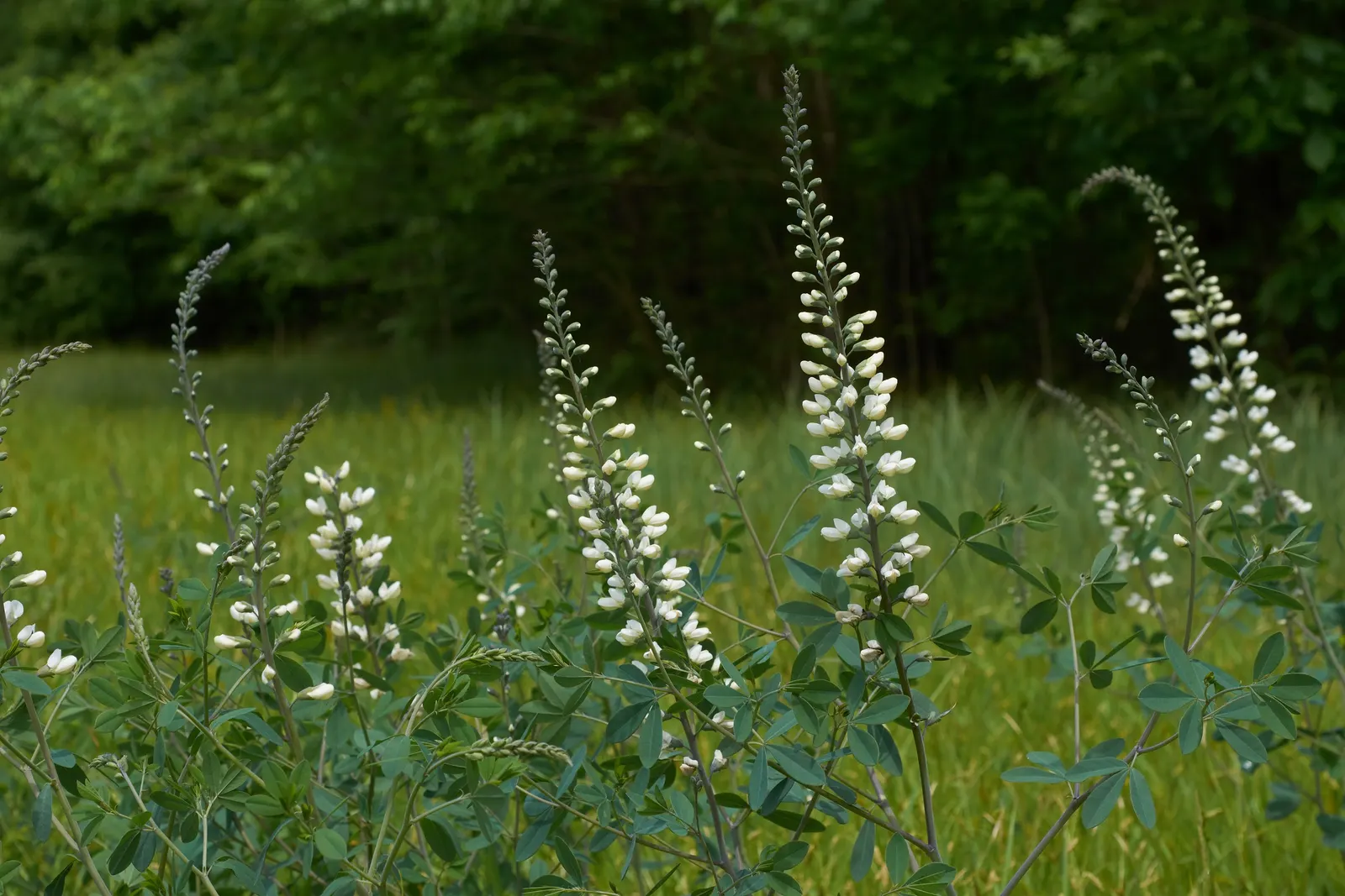 False Indigo (Baptisia Australis) — this species thrives in USDA Hardiness Zones 3 through 9; for optimal growth, plant Baptisia in well-drained, image 106