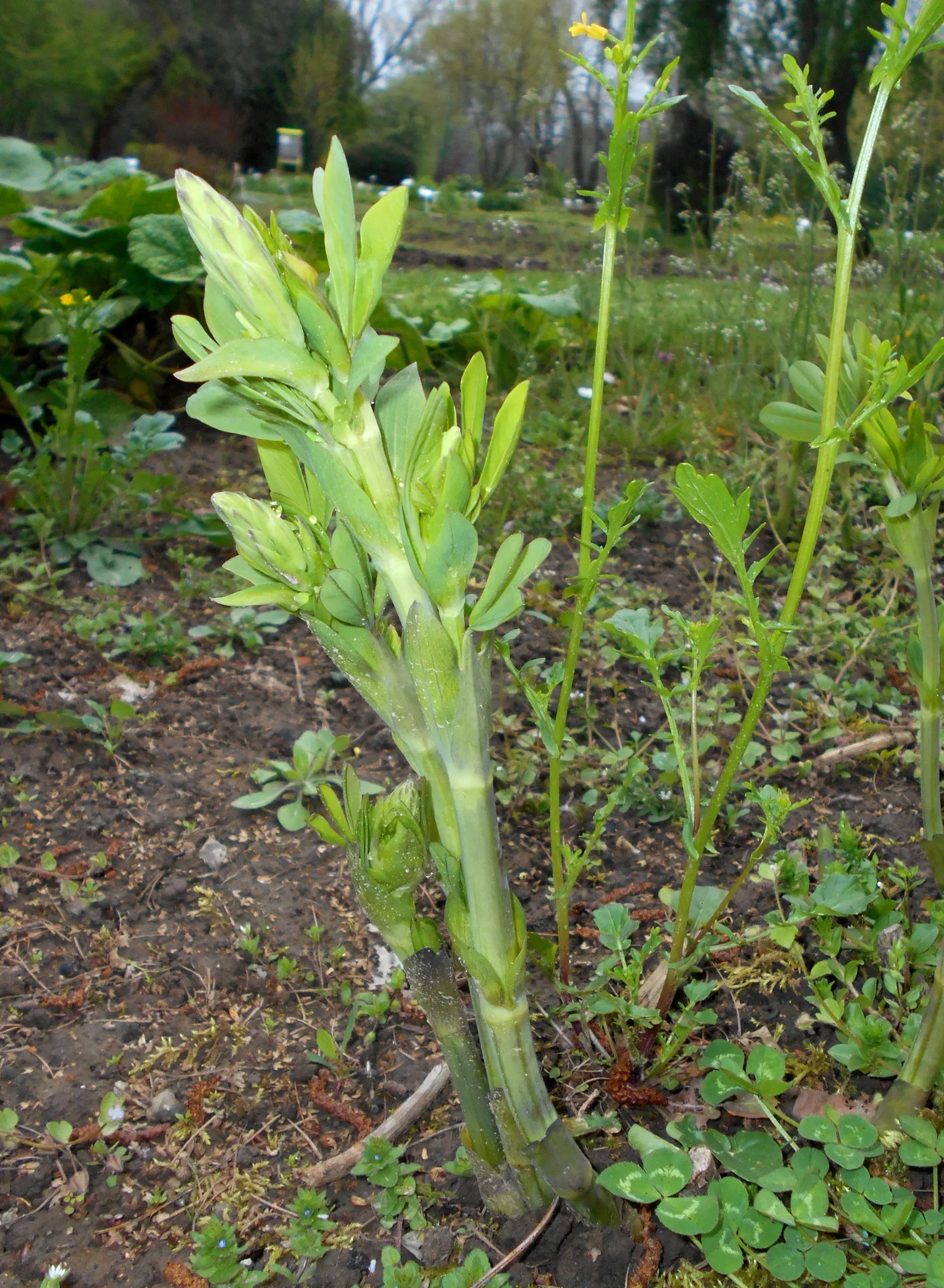 False Indigo (Baptisia Australis) — Its deep root system makes it drought-resistant; inviting bees and butterflies to the garden, image 75