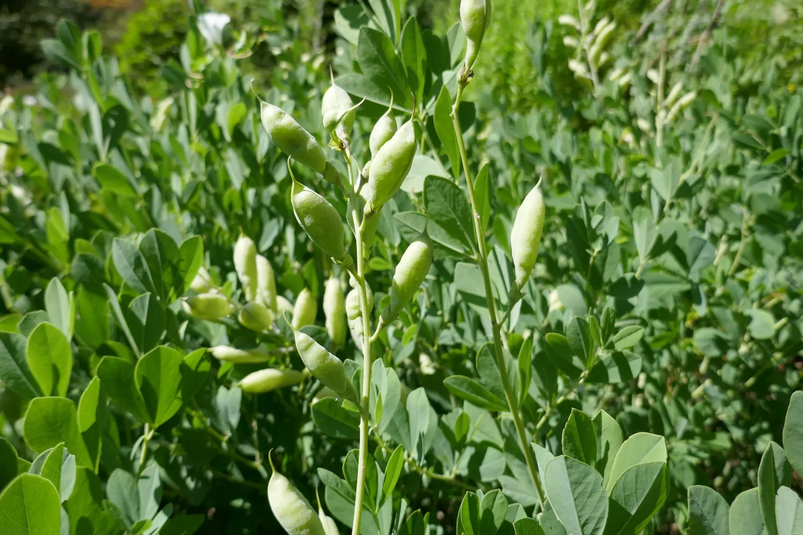 False Indigo (Baptisia Australis) — enchanting addition to any landscape design; this perennial also supports pollinators