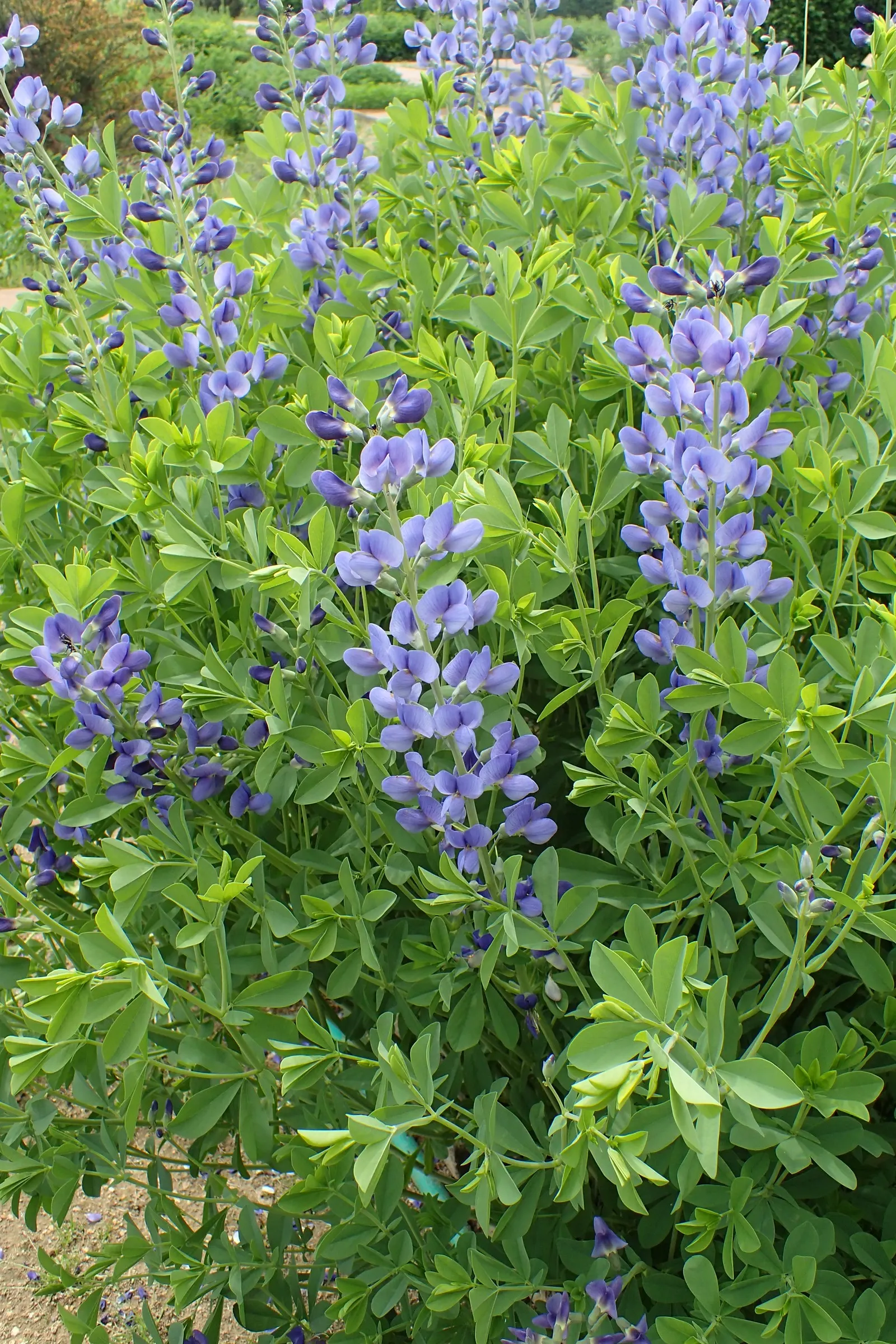 False Indigo (Baptisia Australis) — this perennial also supports pollinators