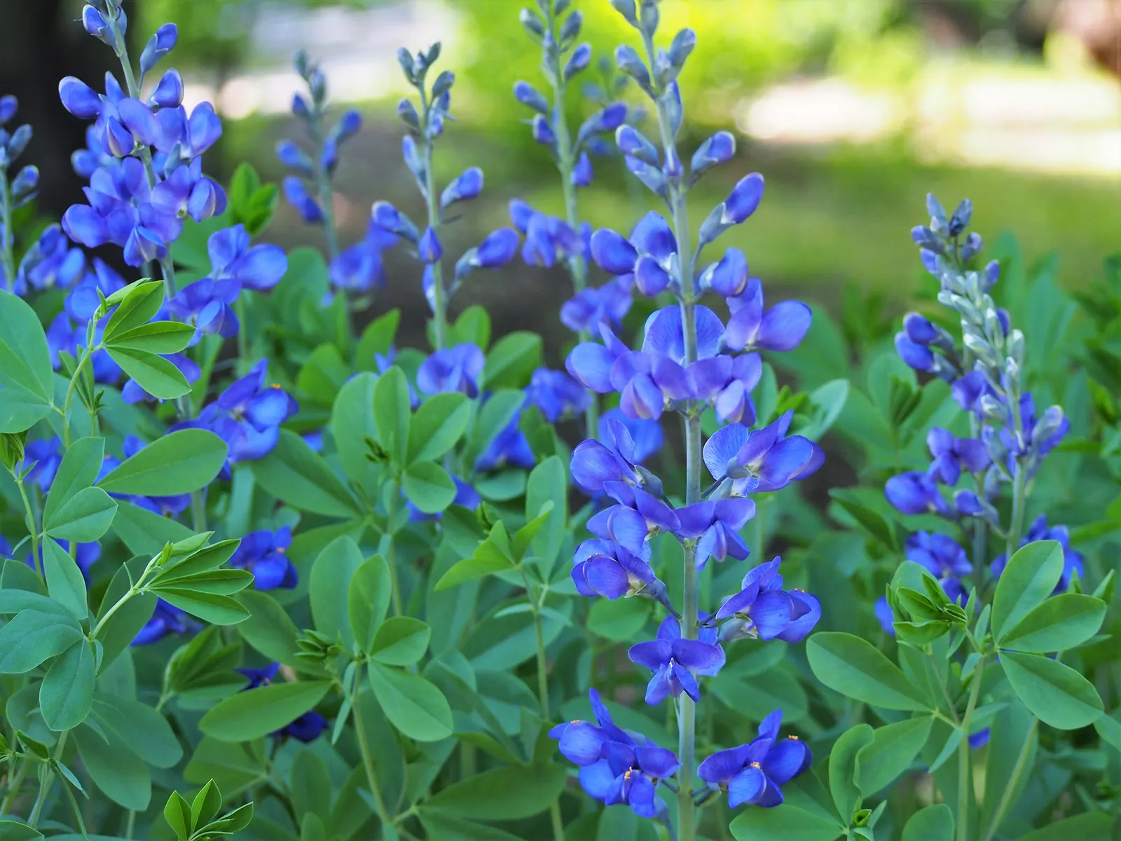 False Indigo (Baptisia Australis) — this species thrives in USDA Hardiness Zones 3 through 9; for optimal growth, plant Baptisia in well-drained soil with a pH